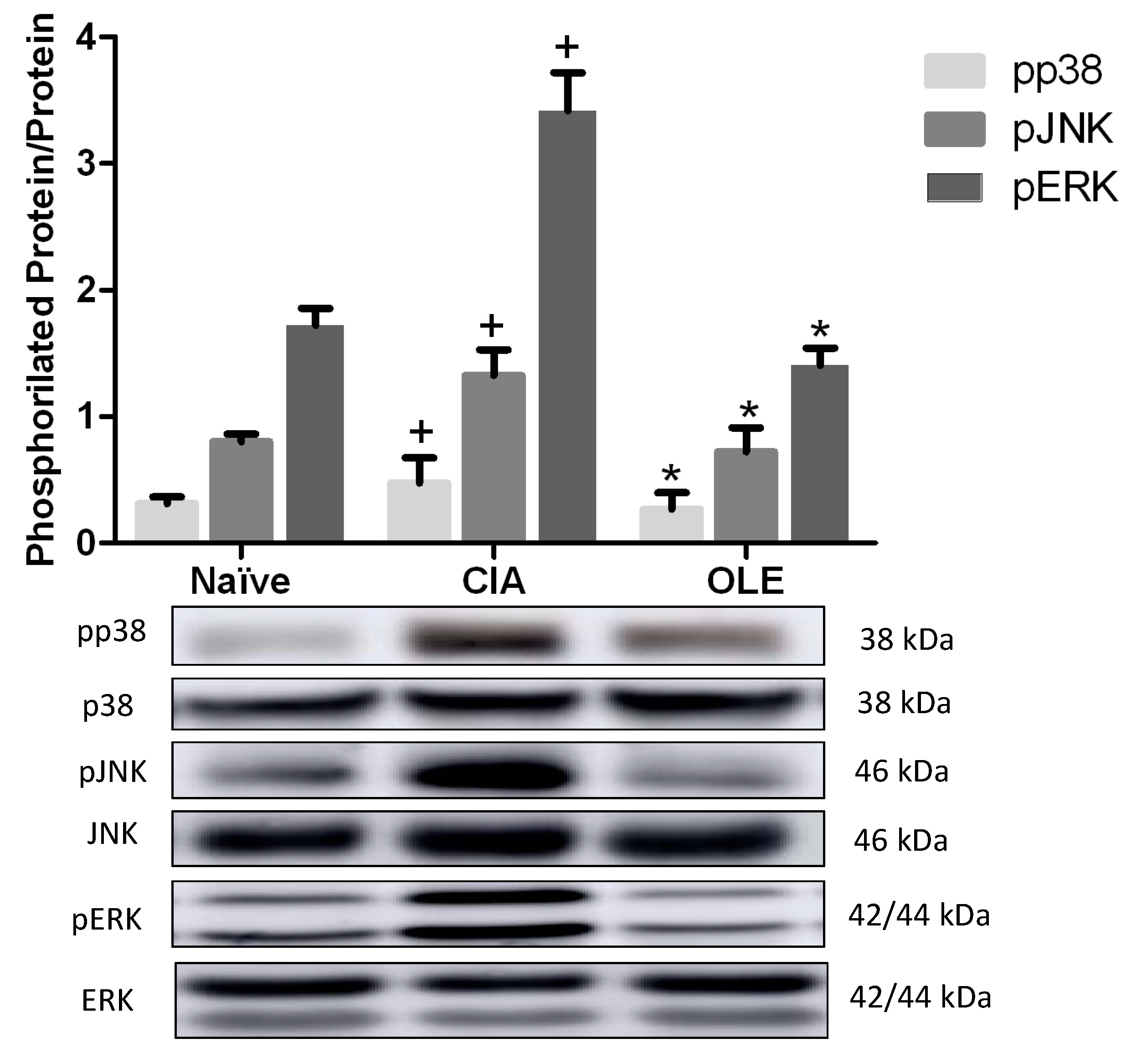 Antioxidants 10 00650 g009