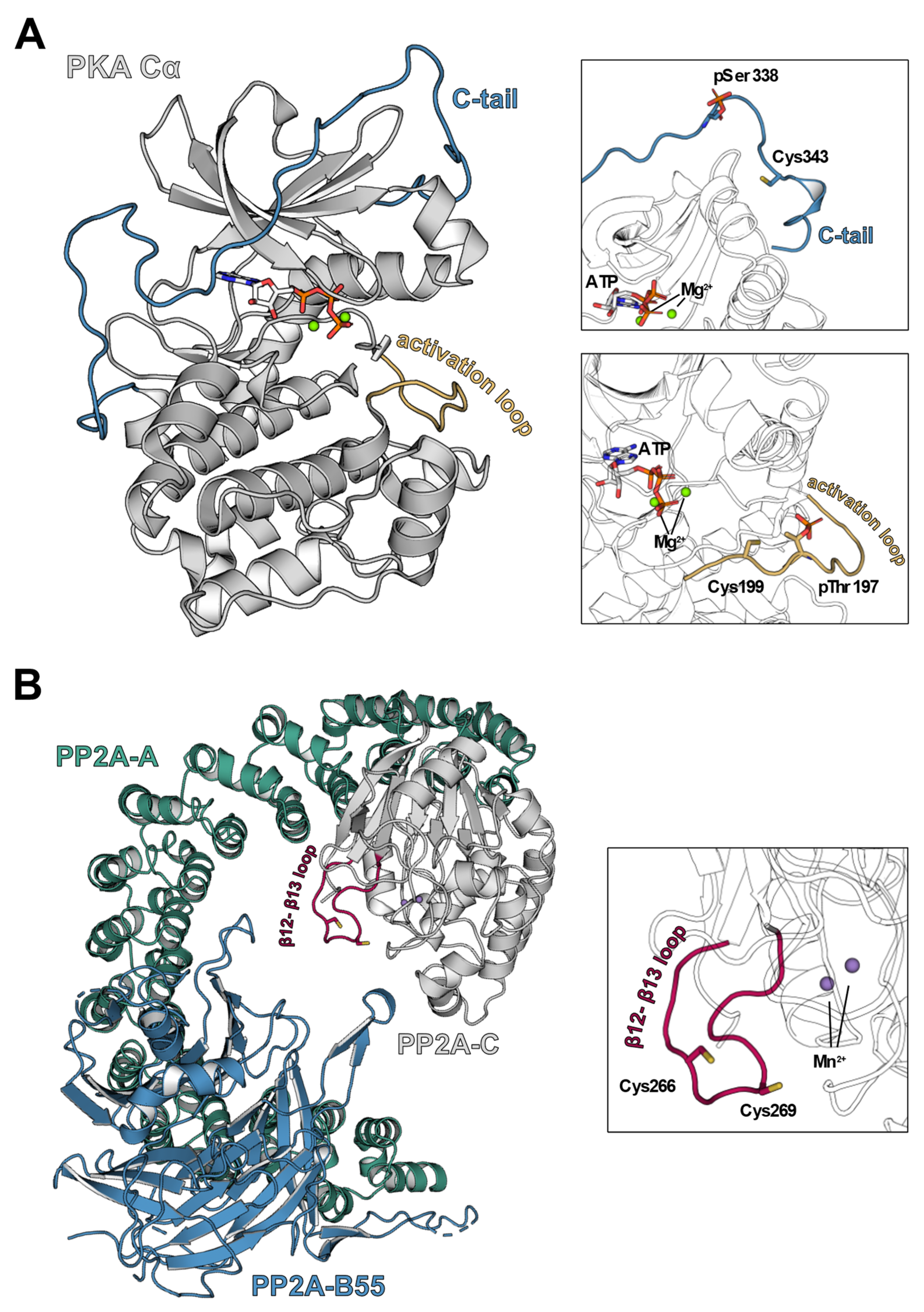Antioxidants 10 00663 g003