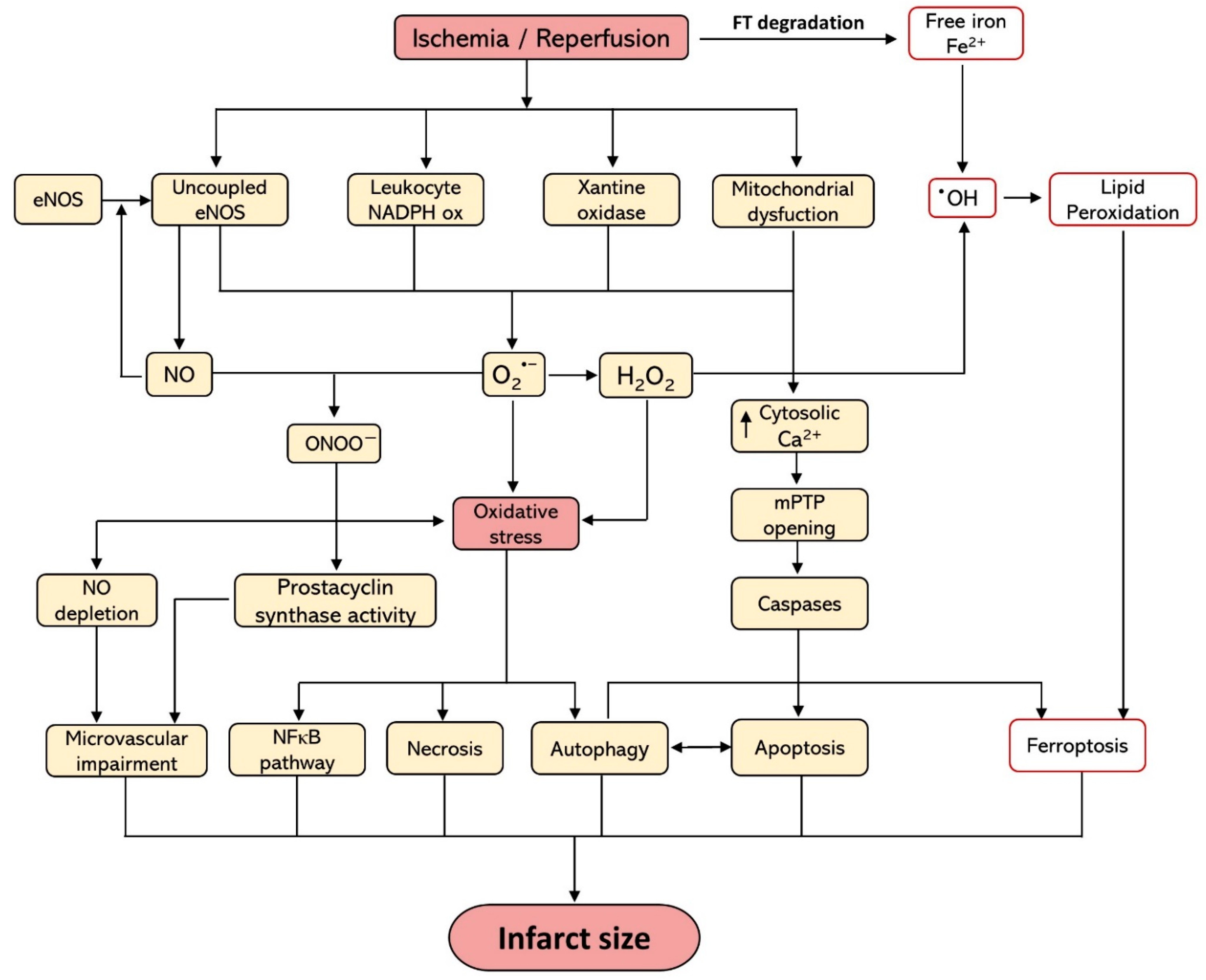Antioxidants 10 00667 g001 Antioxidants 10 00667 g001