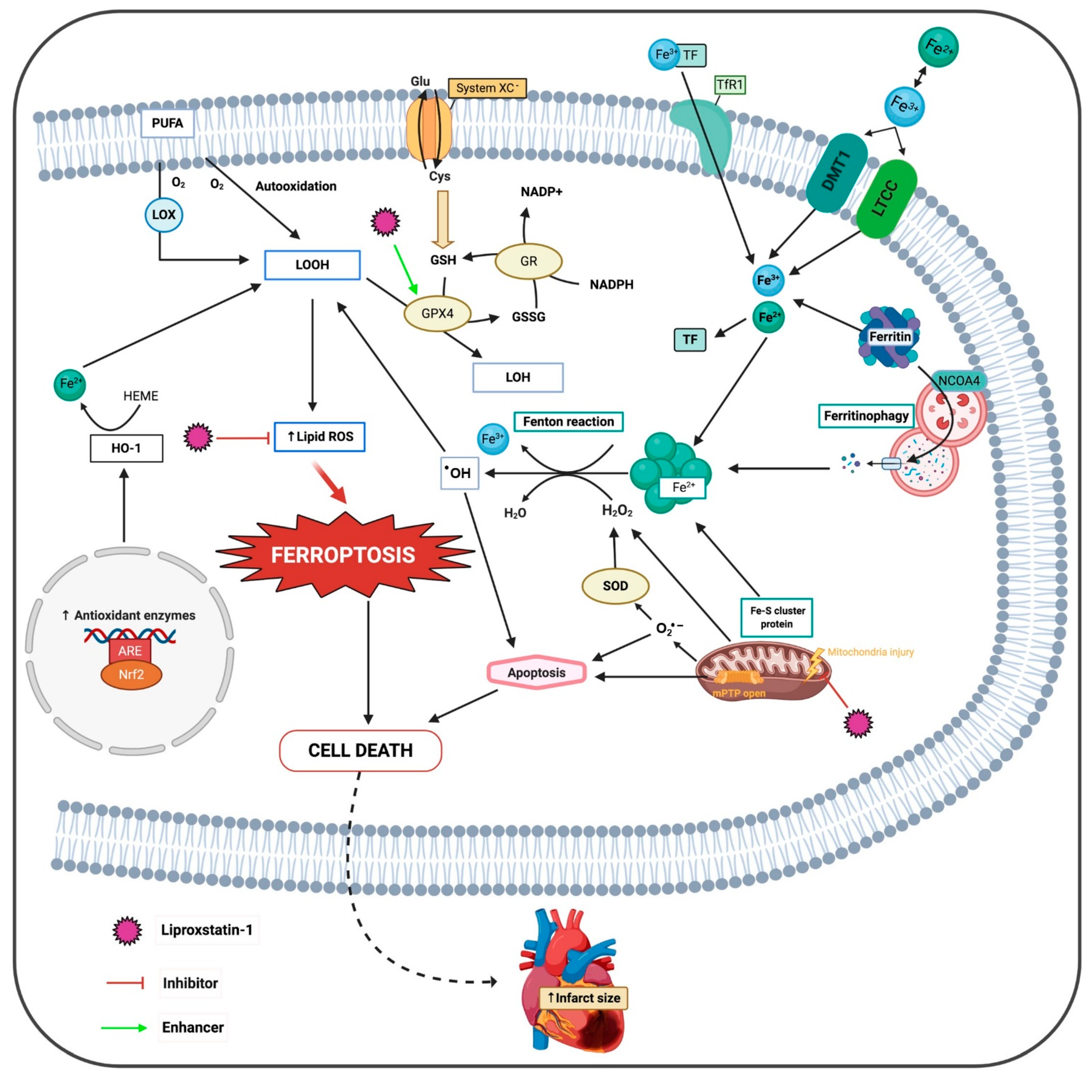 Antioxidants 10 00667 g002 Antioxidants 10 00667 g002
