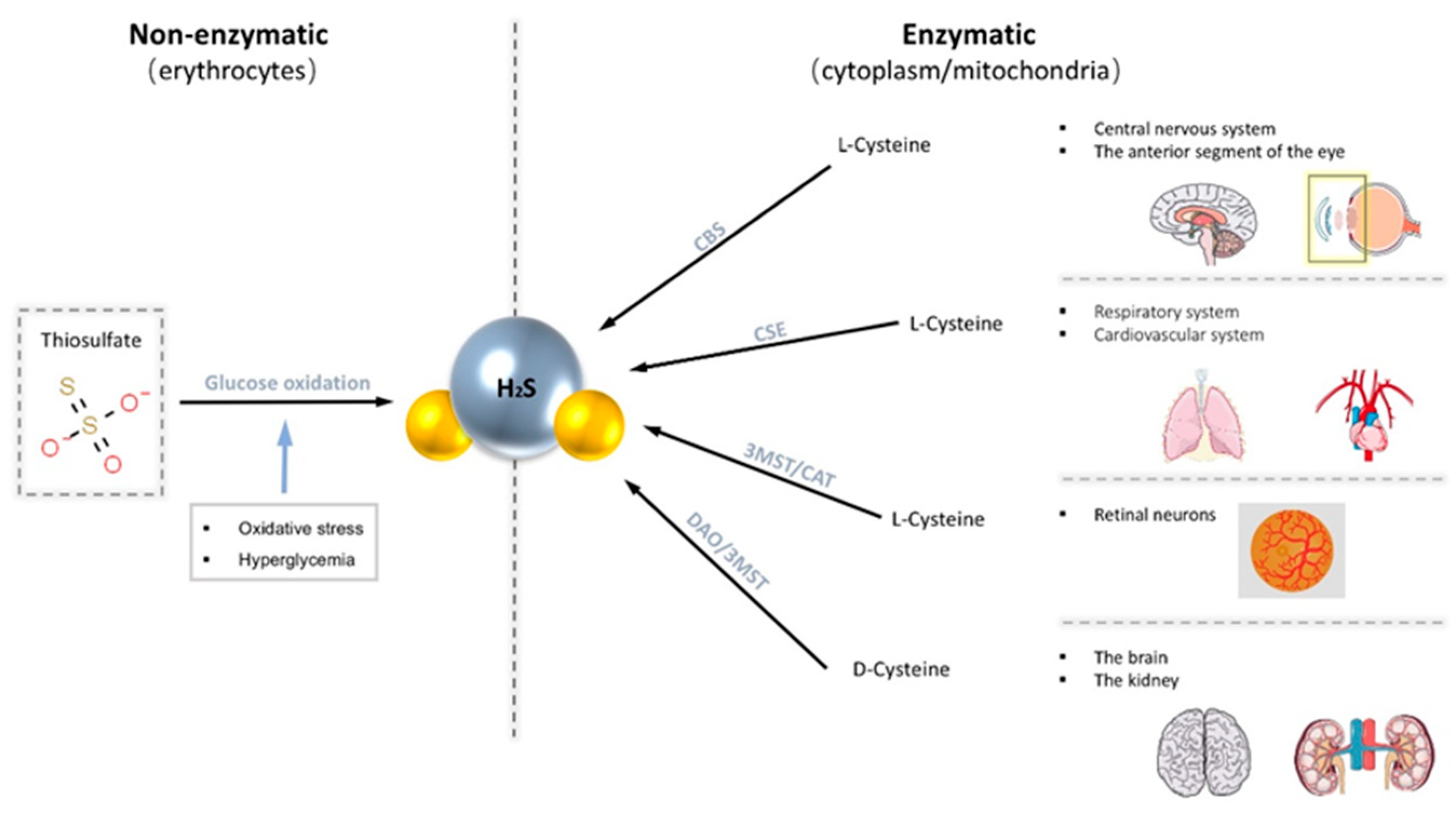 Antioxidants 10 00671 g001