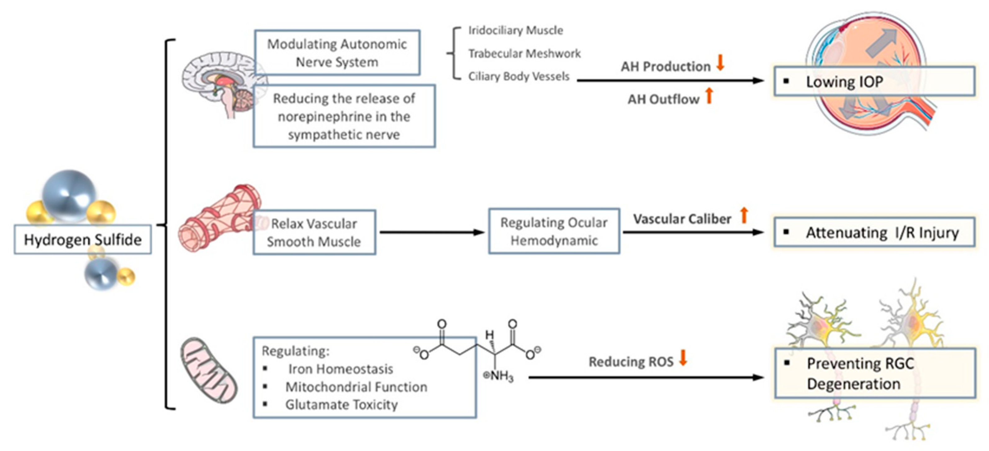 Antioxidants 10 00671 g002