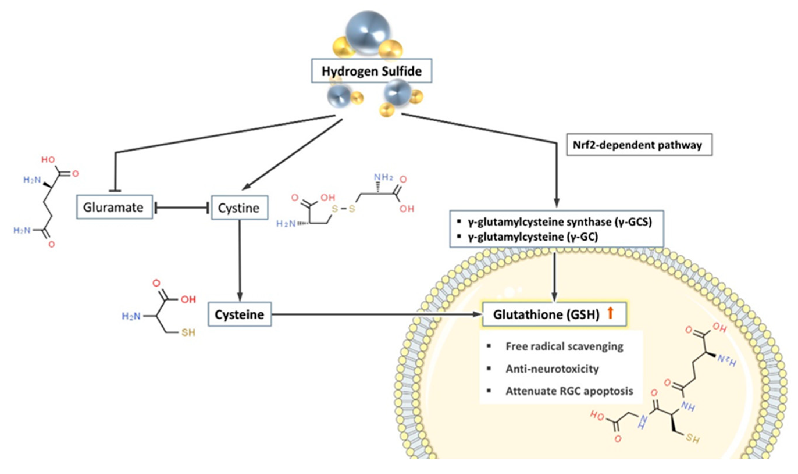 Antioxidants 10 00671 g003