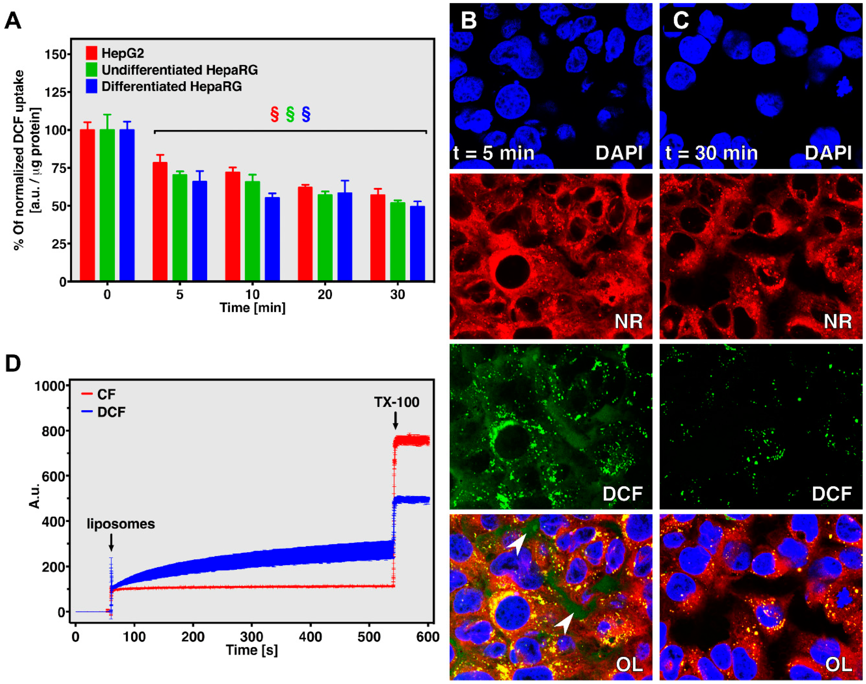 Antioxidants 10 00674 g004