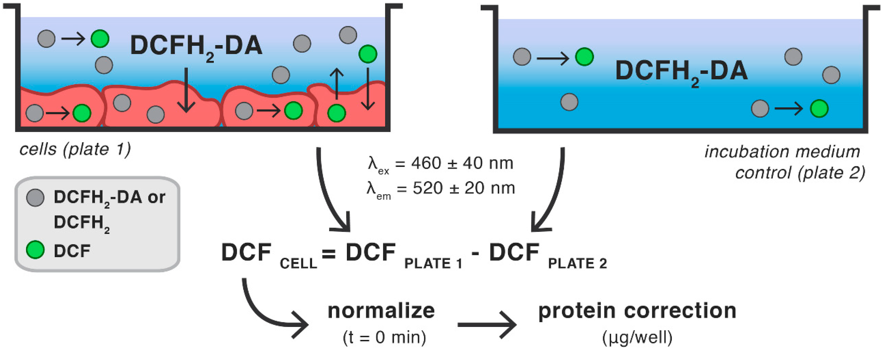 Antioxidants 10 00674 g007
