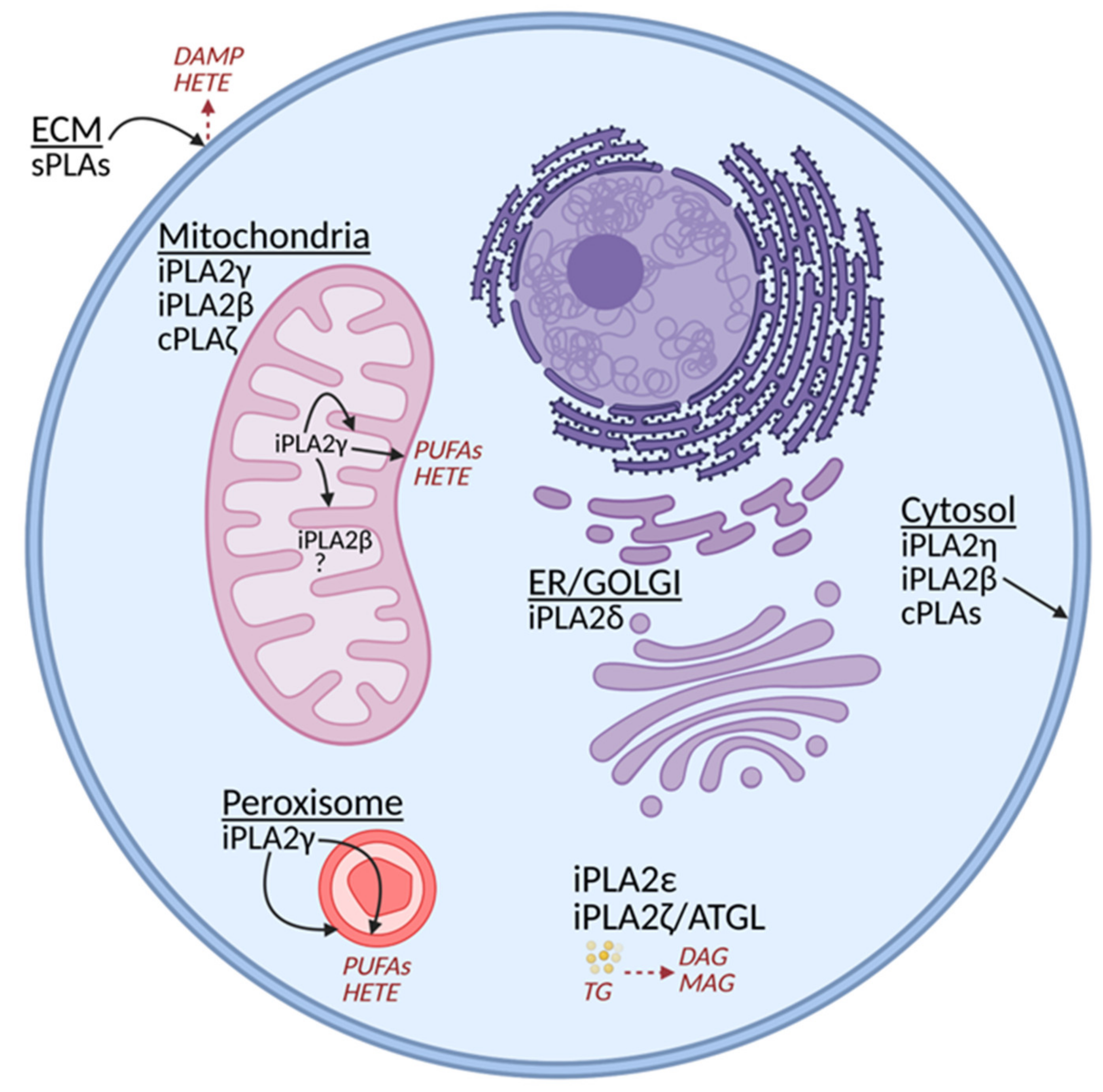 Antioxidants 10 00678 g001