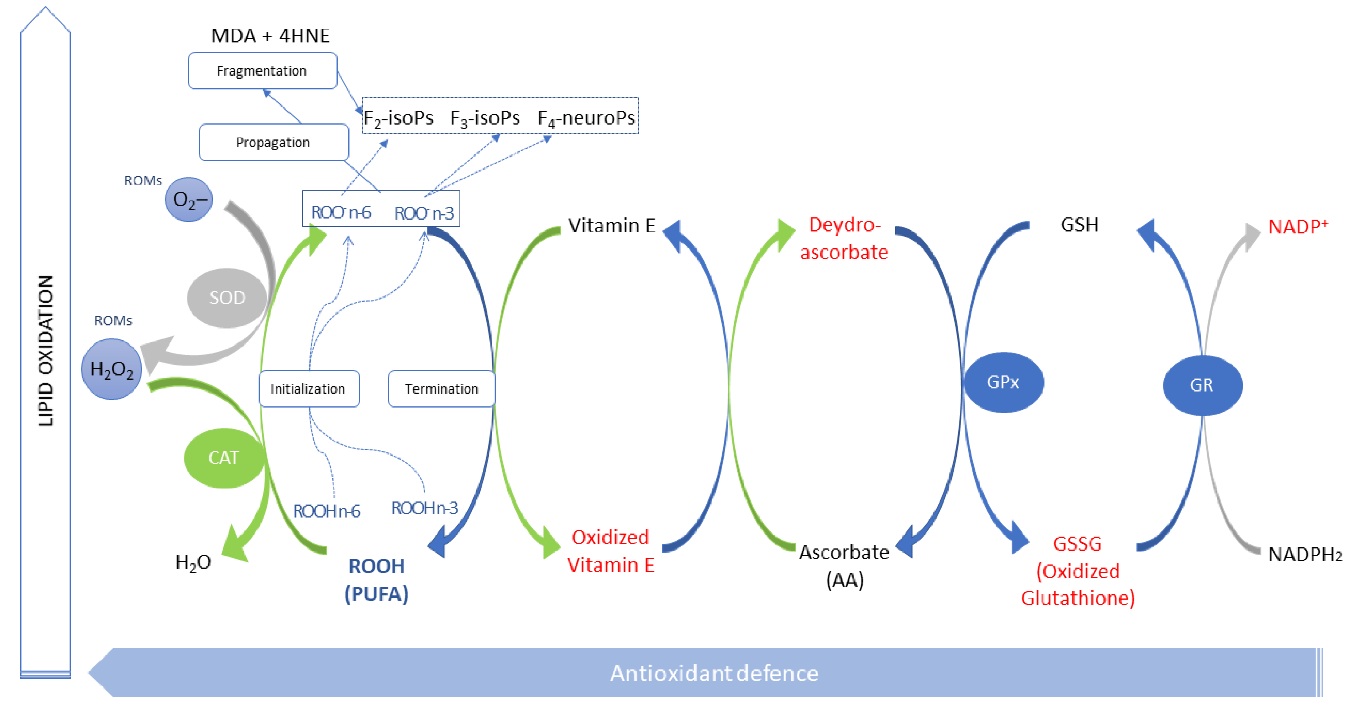 Antioxidants 10 00681 g009