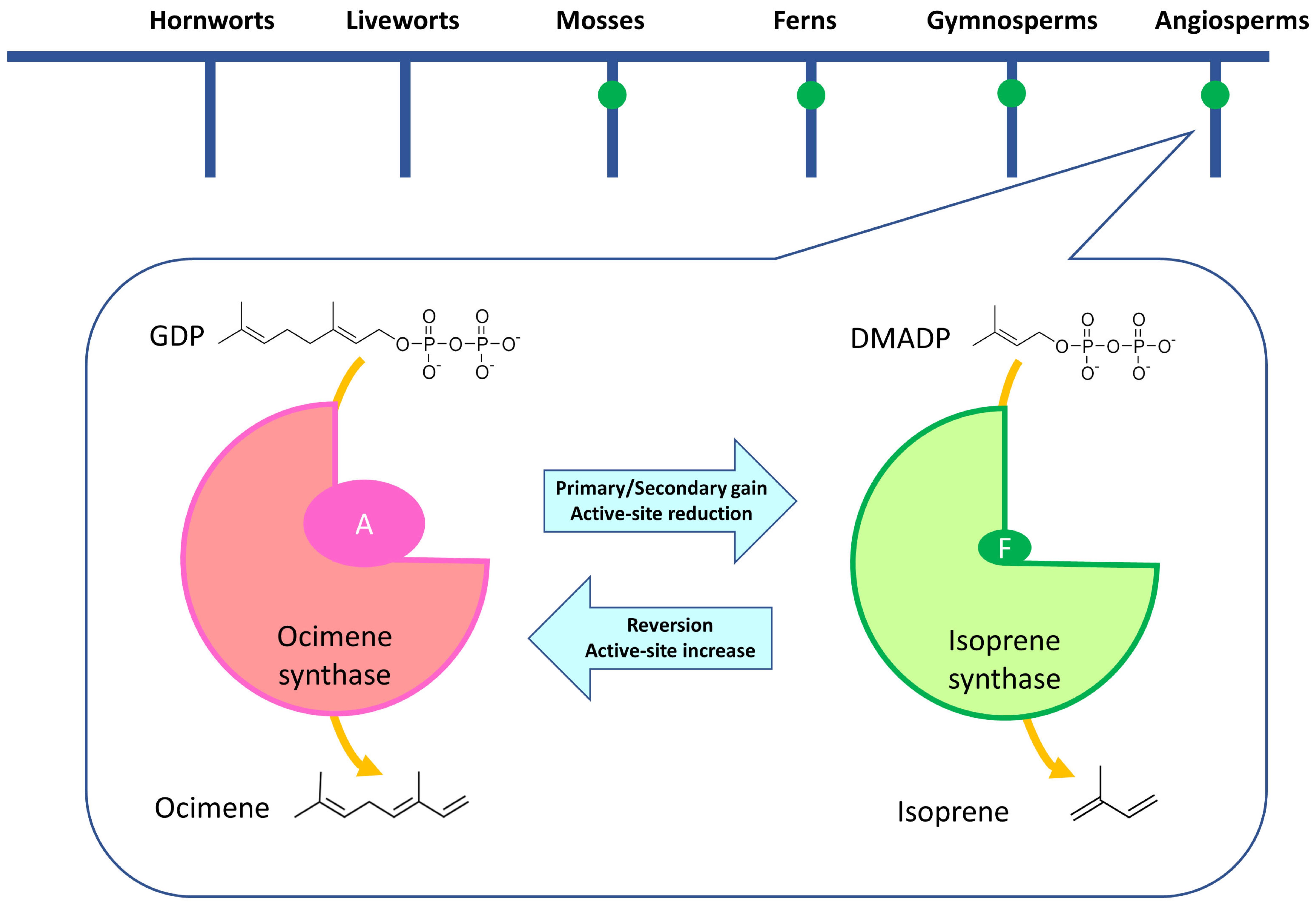 Antioxidants 10 00684 g001