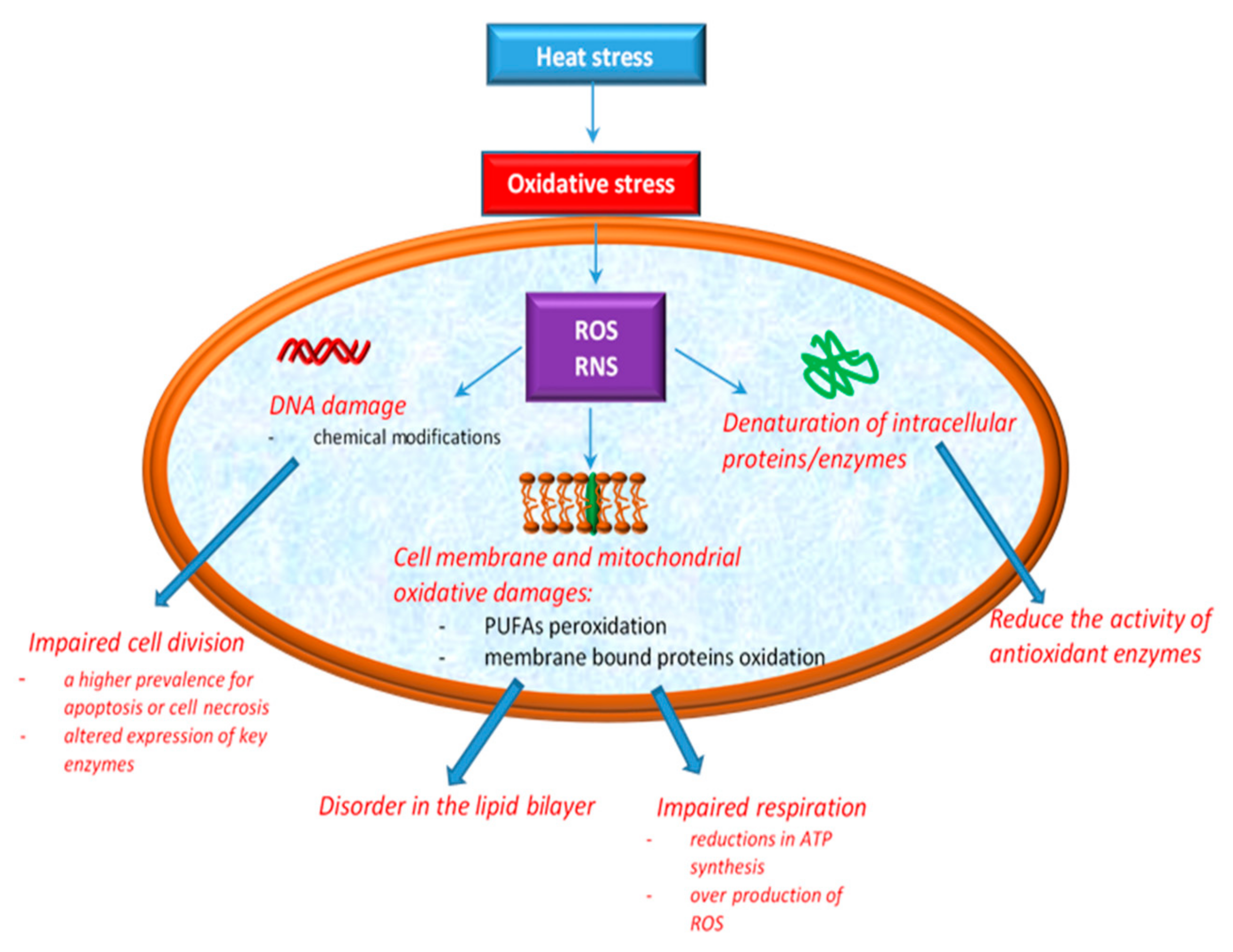 Antioxidants 10 00686 g001