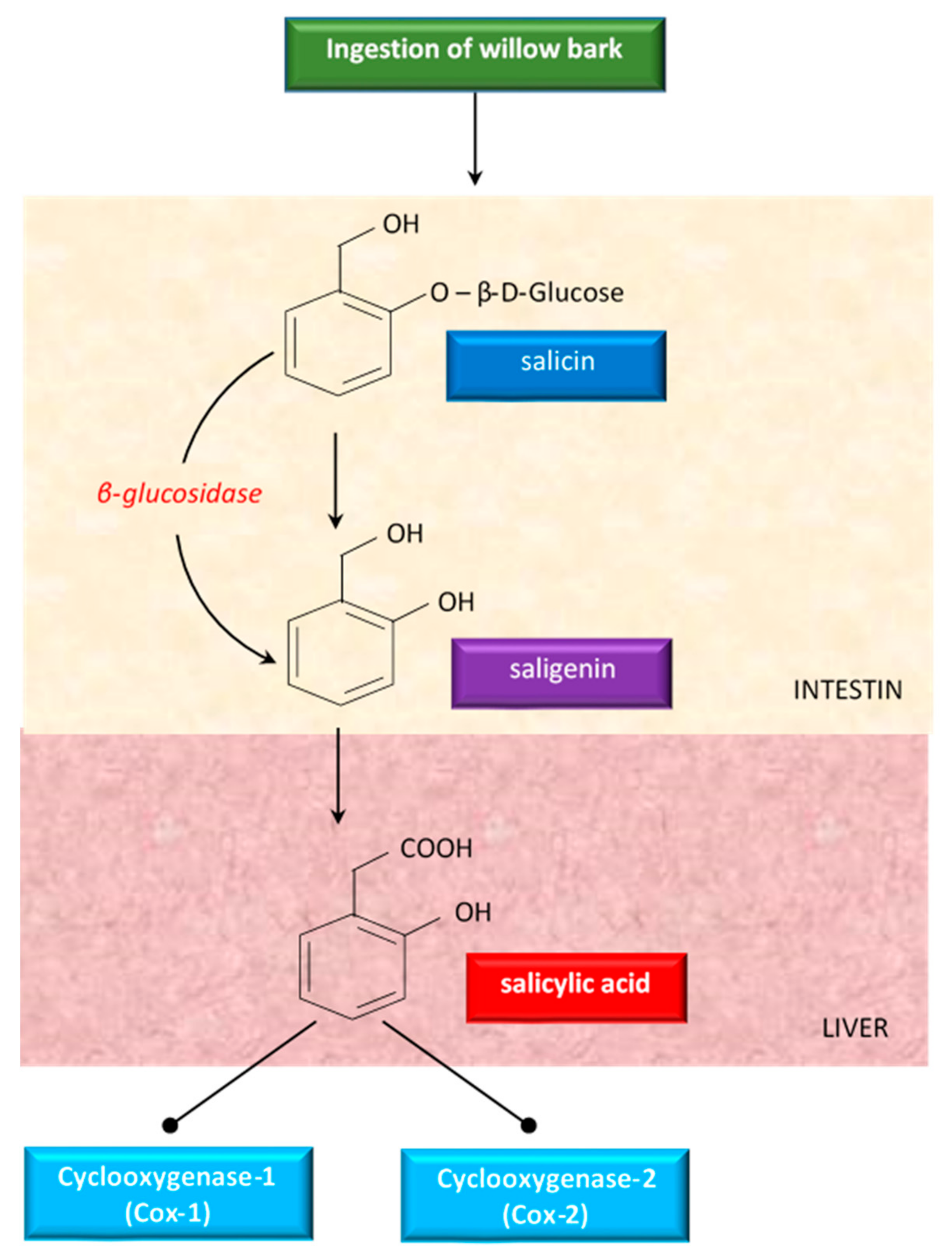 Antioxidants 10 00686 g004