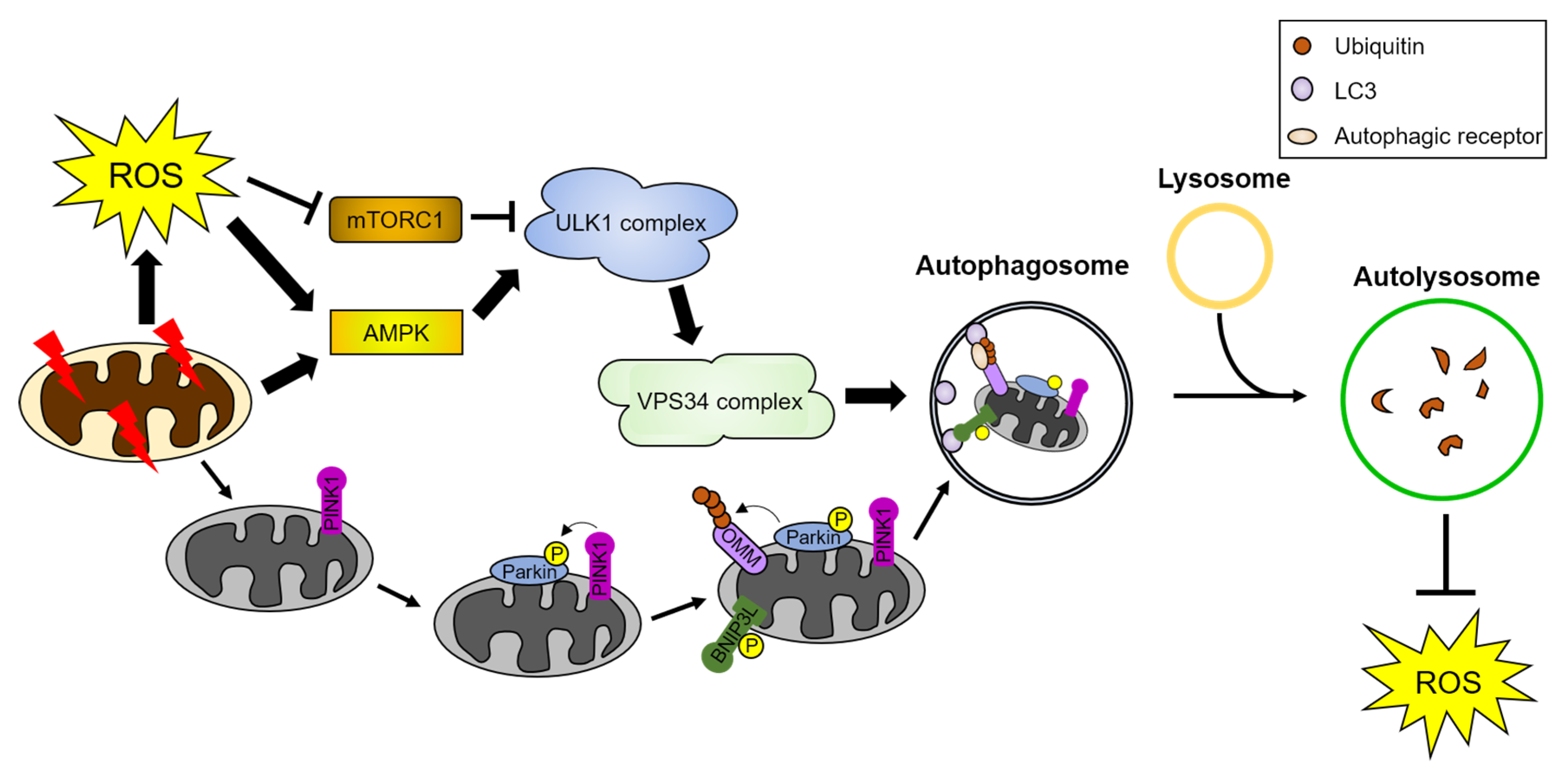 Antioxidants 10 00694 g002