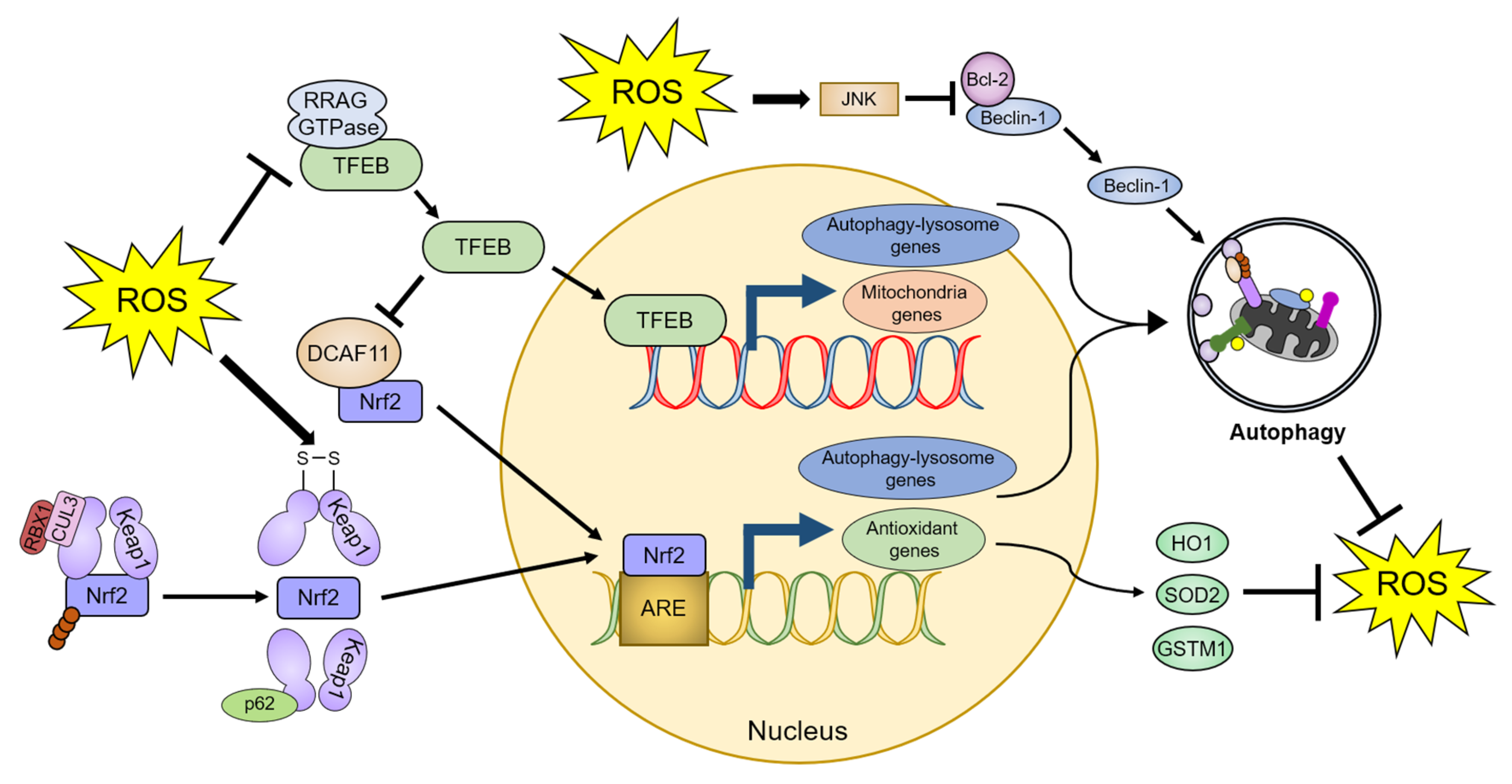 Antioxidants 10 00694 g003