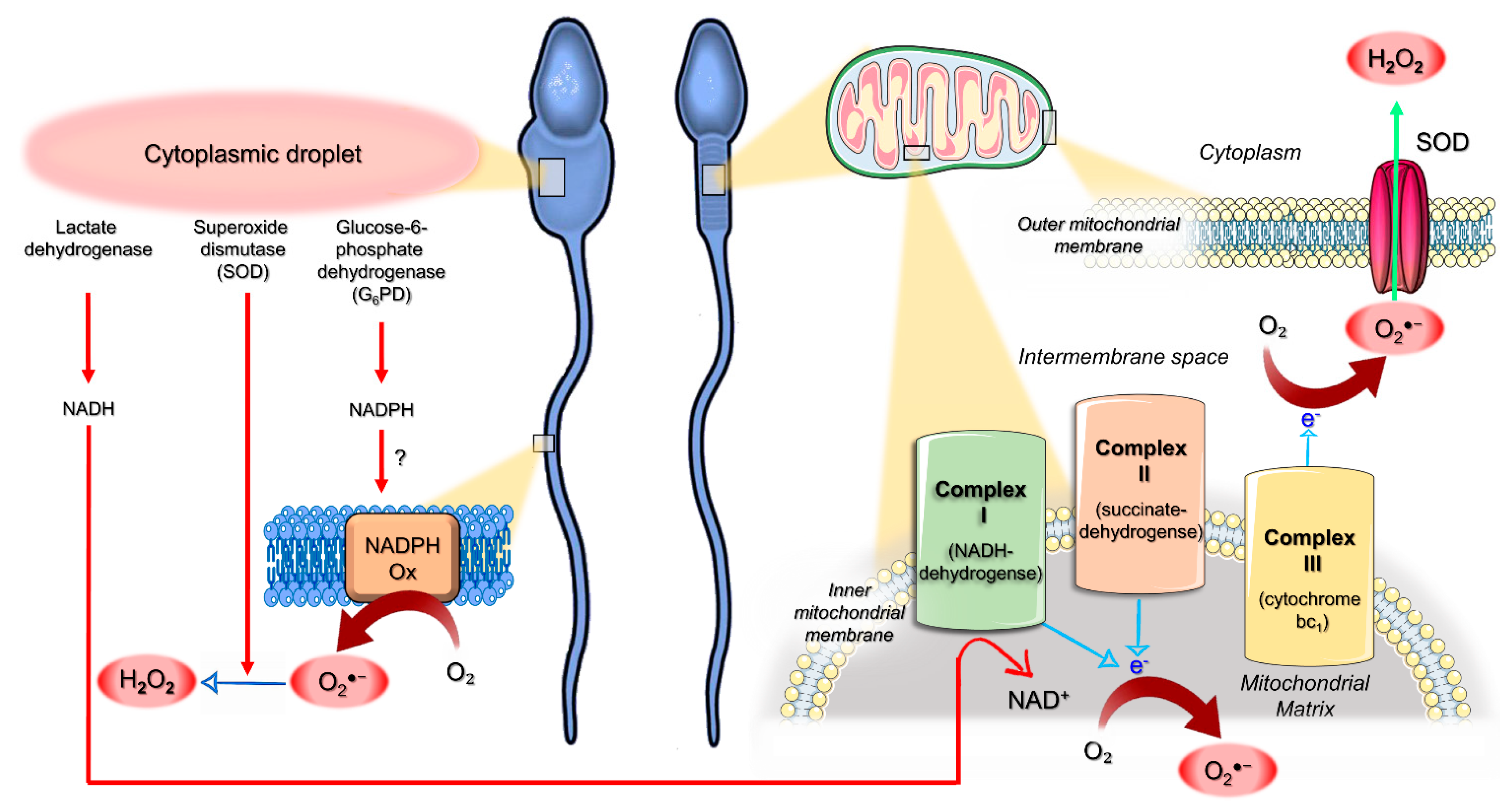 Antioxidants 10 00695 g002 Antioxidants 10 00695 g002
