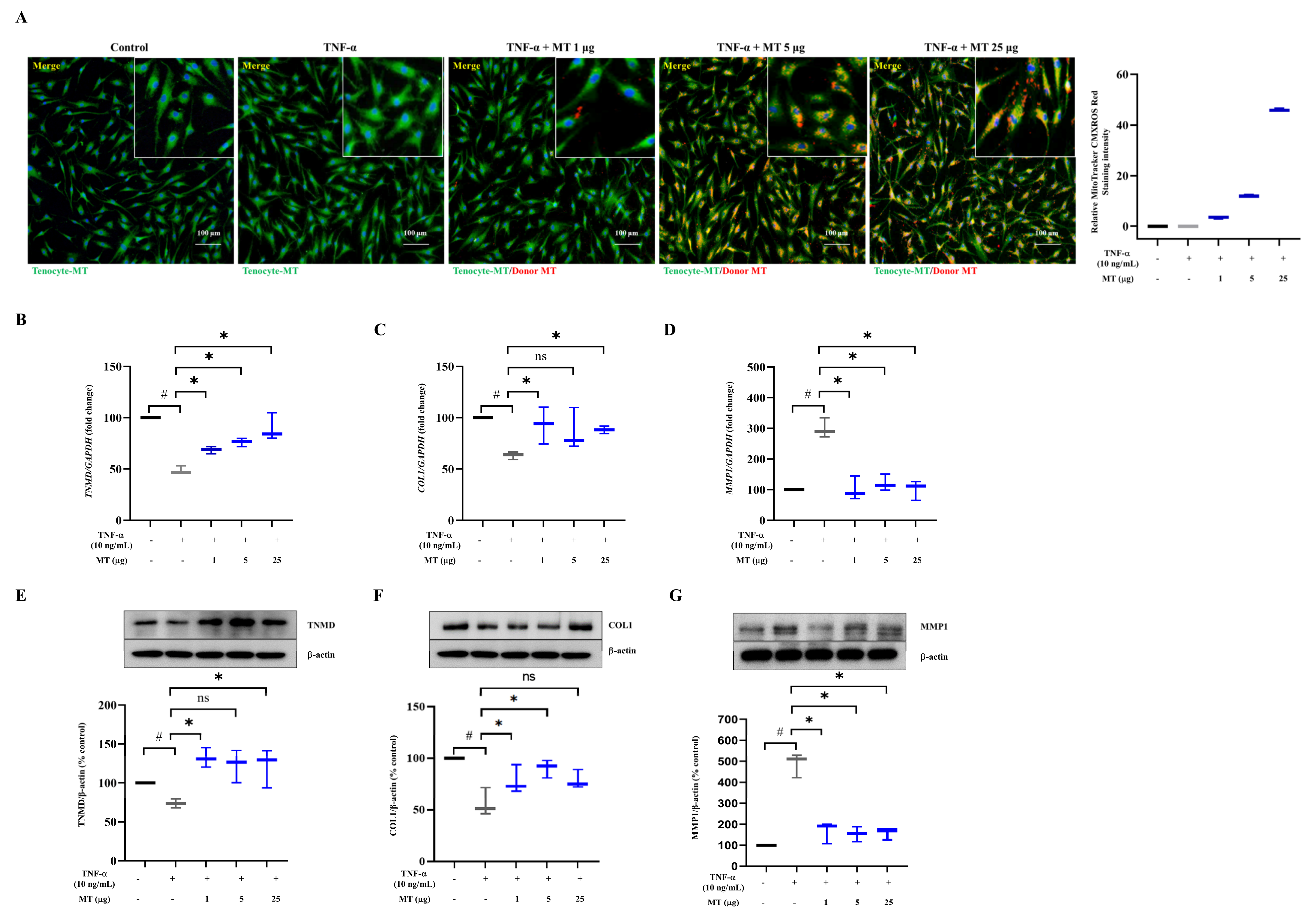 Antioxidants 10 00696 g001