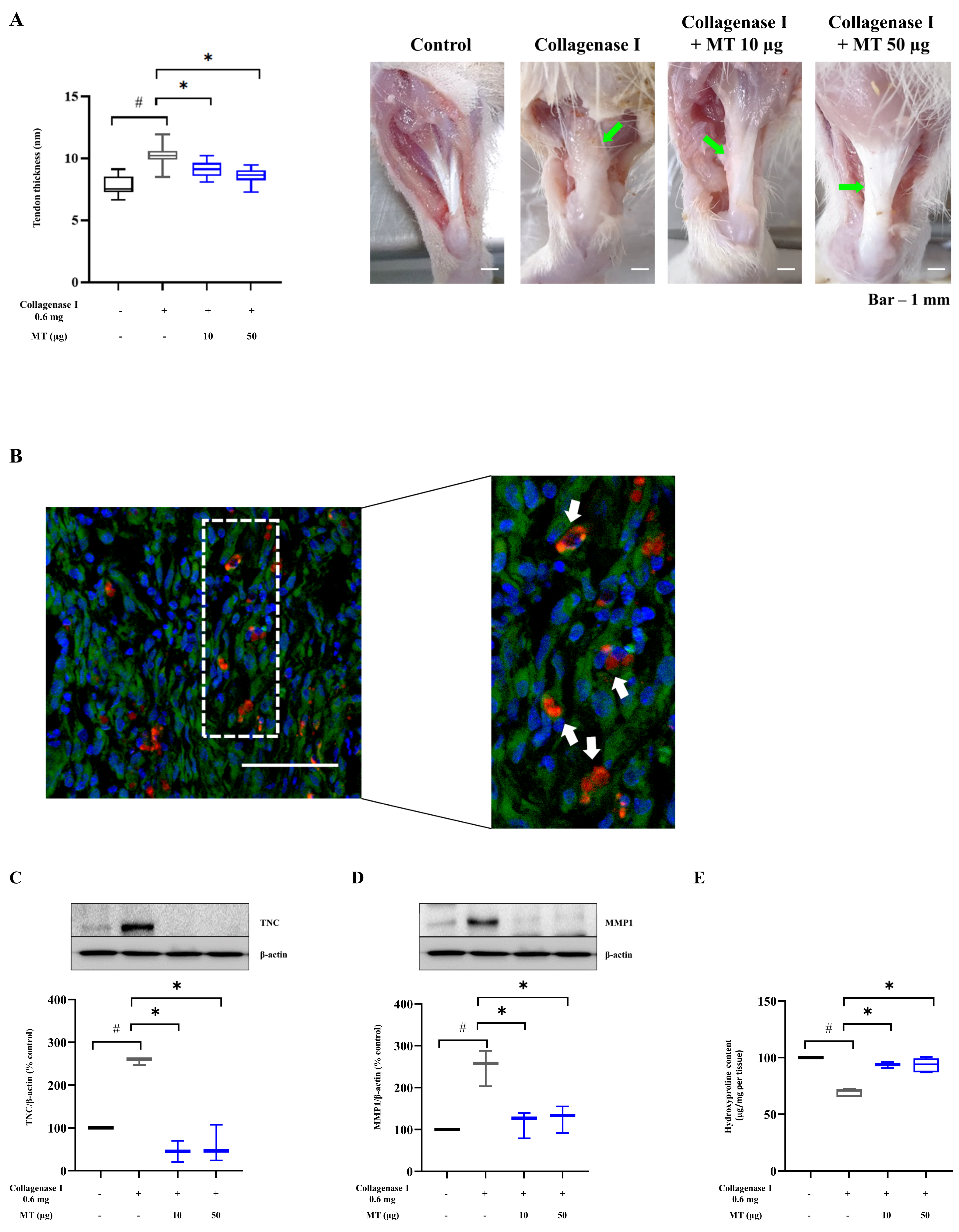 Antioxidants 10 00696 g004