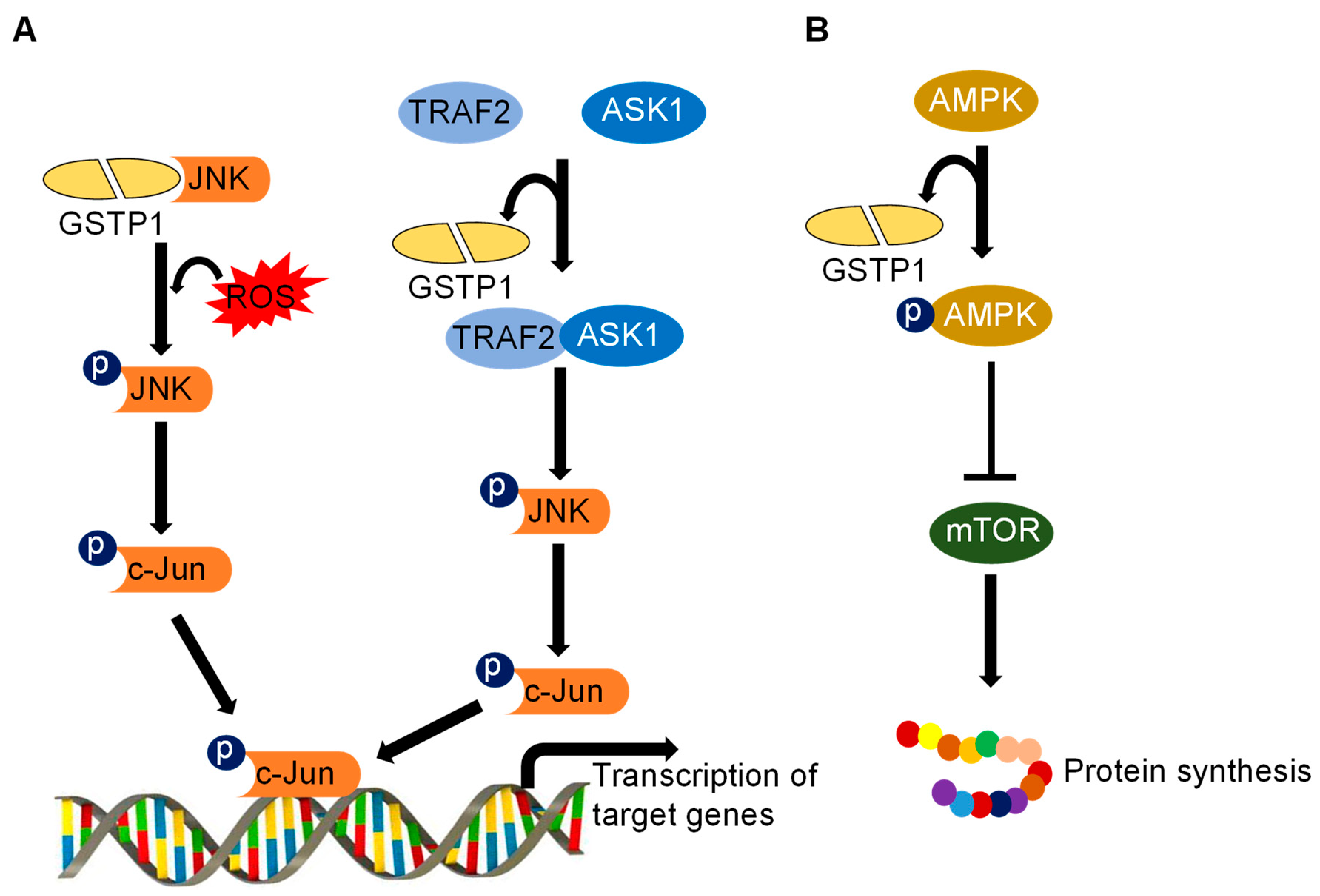 Antioxidants 10 00701 g002 Antioxidants 10 00701 g002