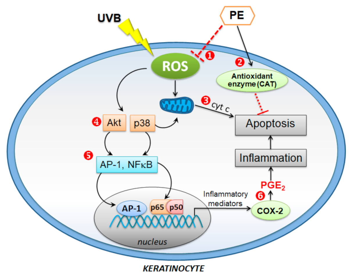 Antioxidants 10 00703 g007