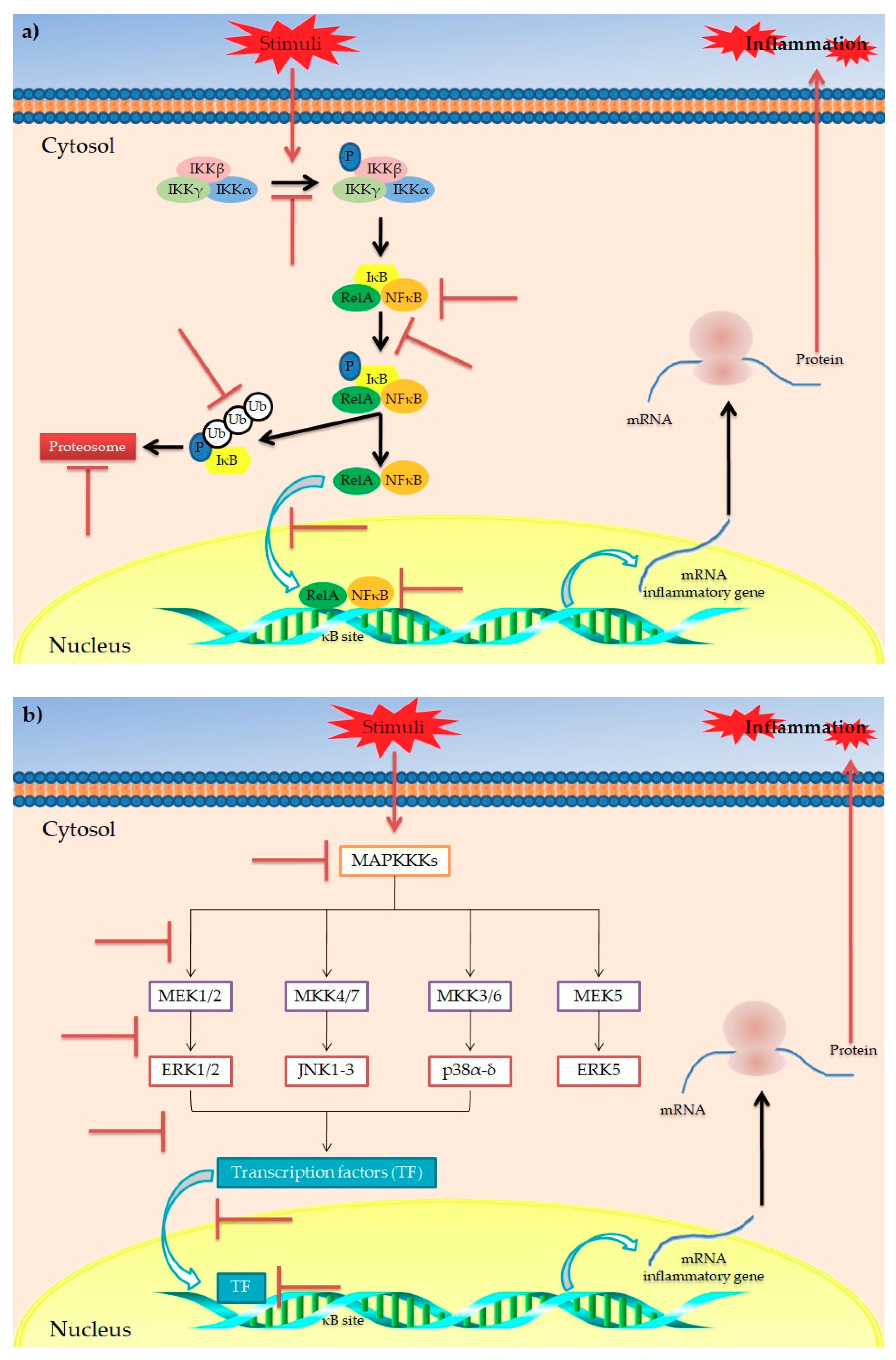 Antioxidants 10 00708 g003