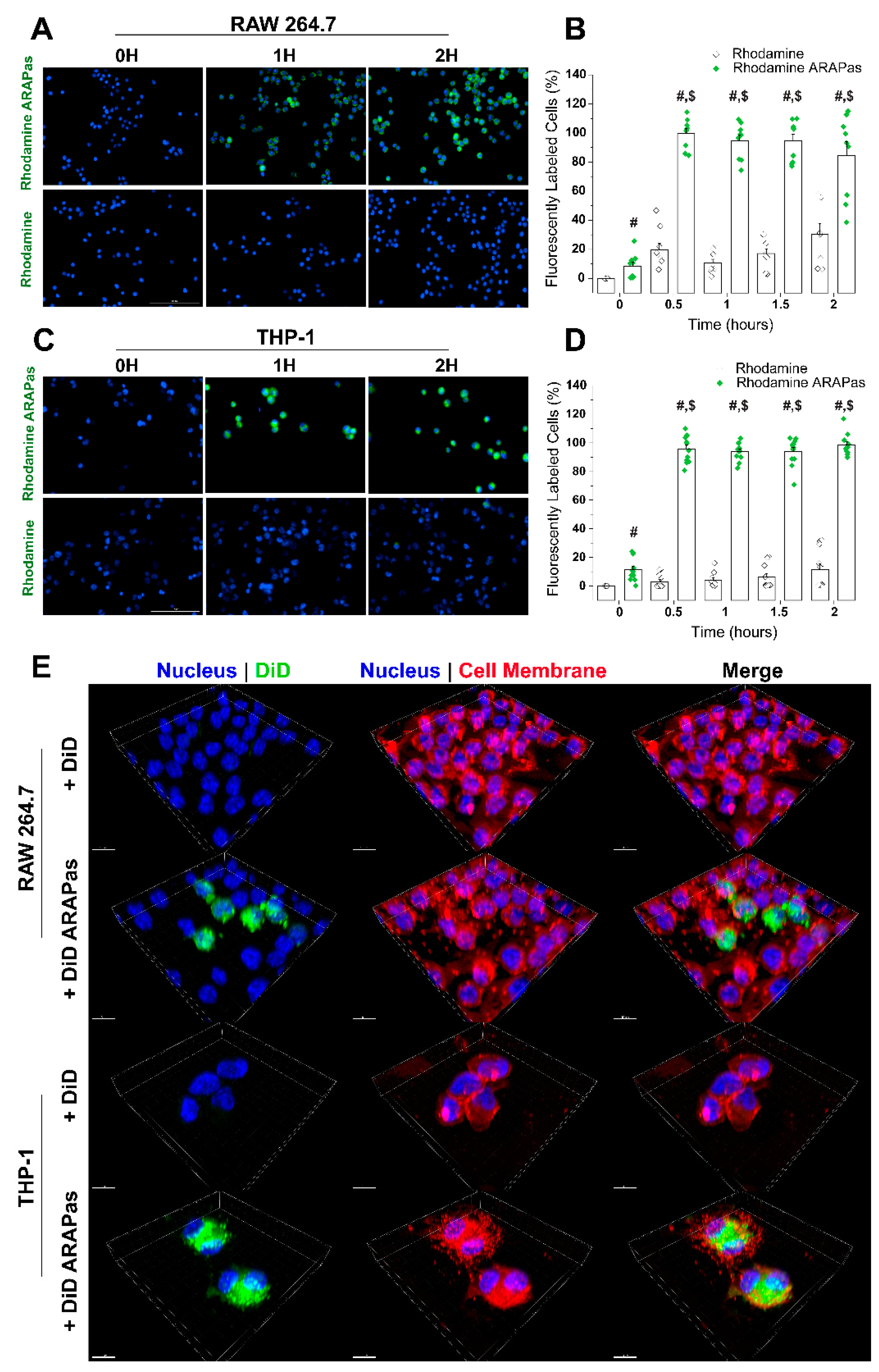 Antioxidants 10 00709 g004 Antioxidants 10 00709 g004