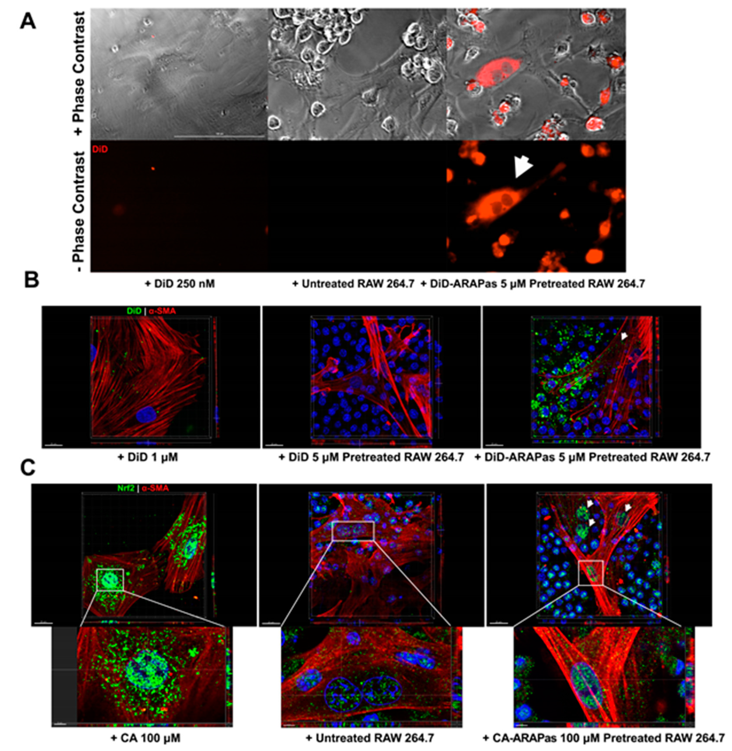 Antioxidants 10 00709 g006 Antioxidants 10 00709 g006