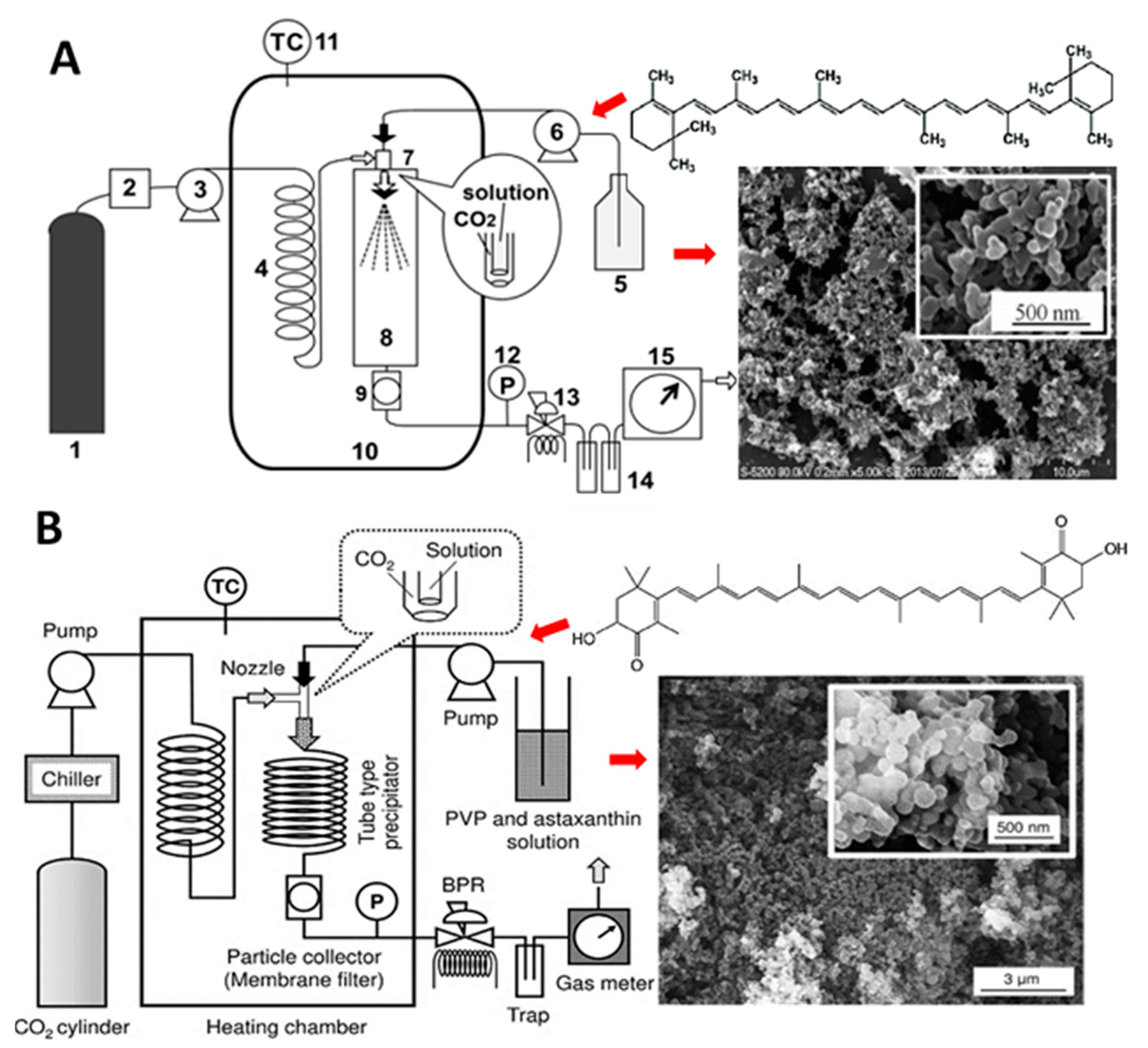Antioxidants 10 00713 g013 Antioxidants 10 00713 g013