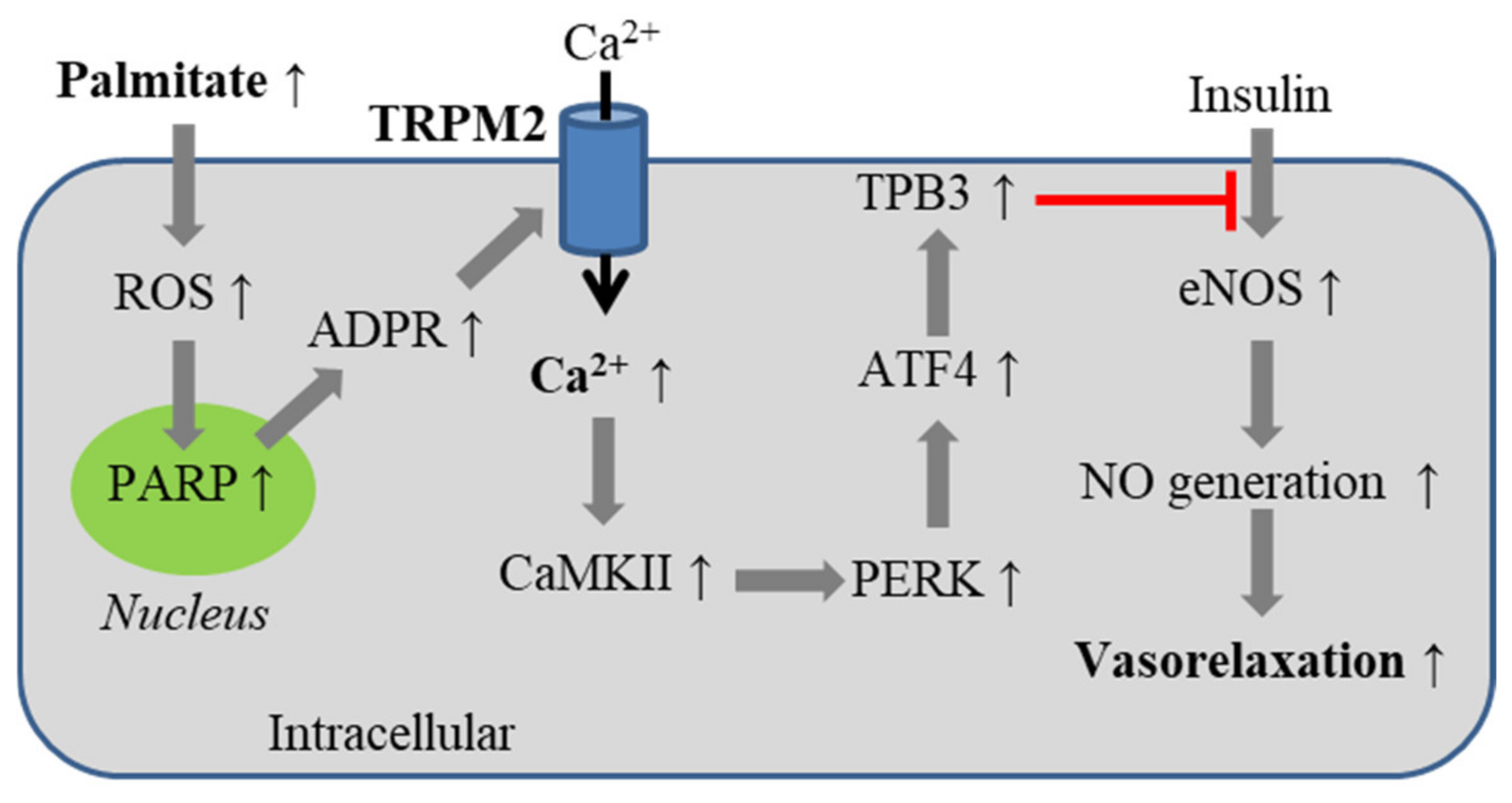 Antioxidants 10 00718 g005 Antioxidants 10 00718 g005