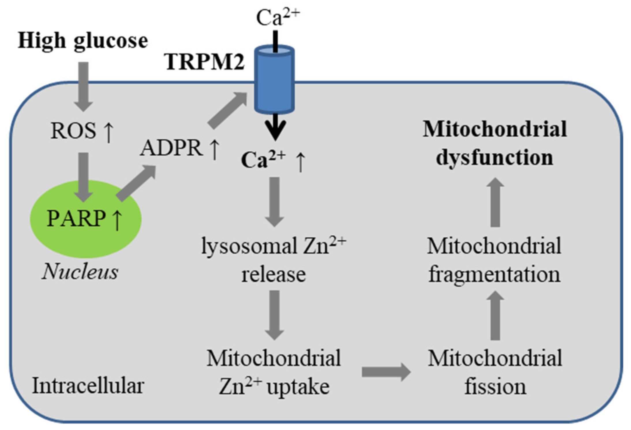 Antioxidants 10 00718 g006 Antioxidants 10 00718 g006