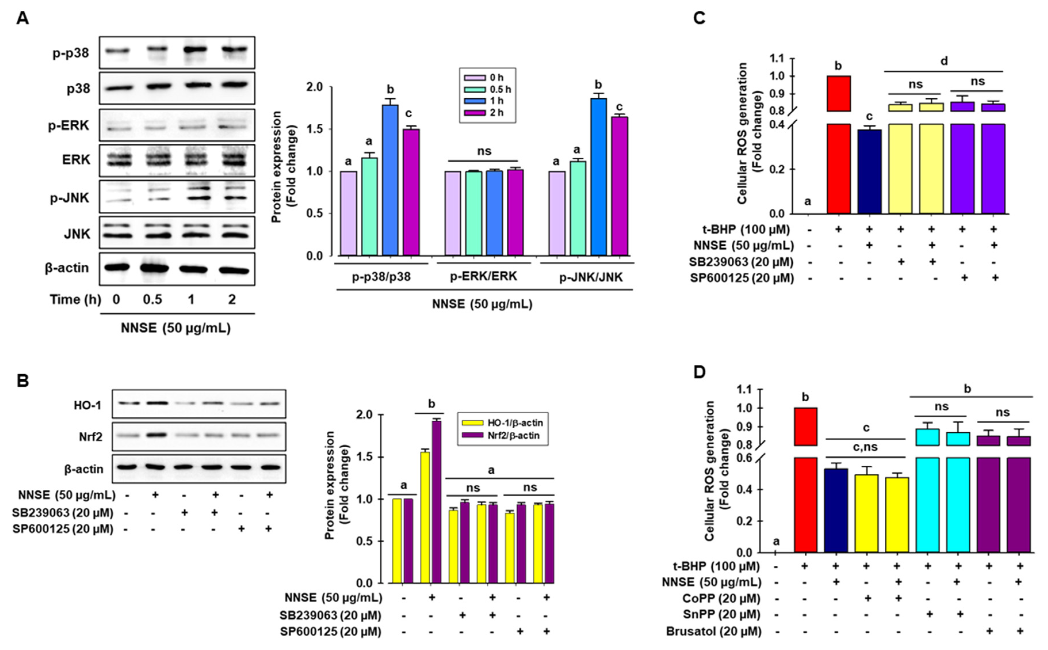 Antioxidants 10 00719 g007