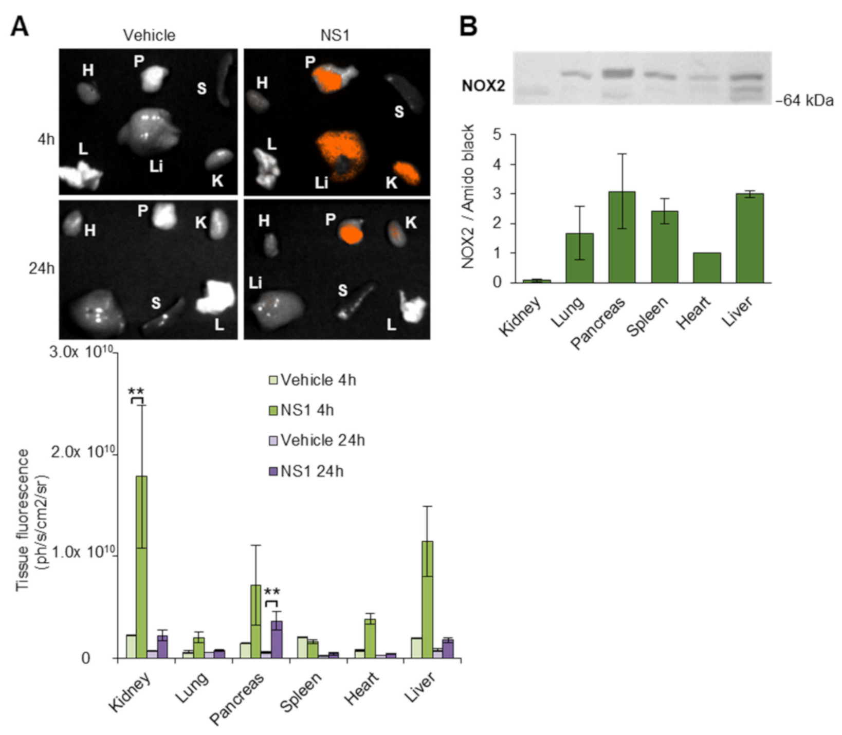 Antioxidants 10 00723 g003