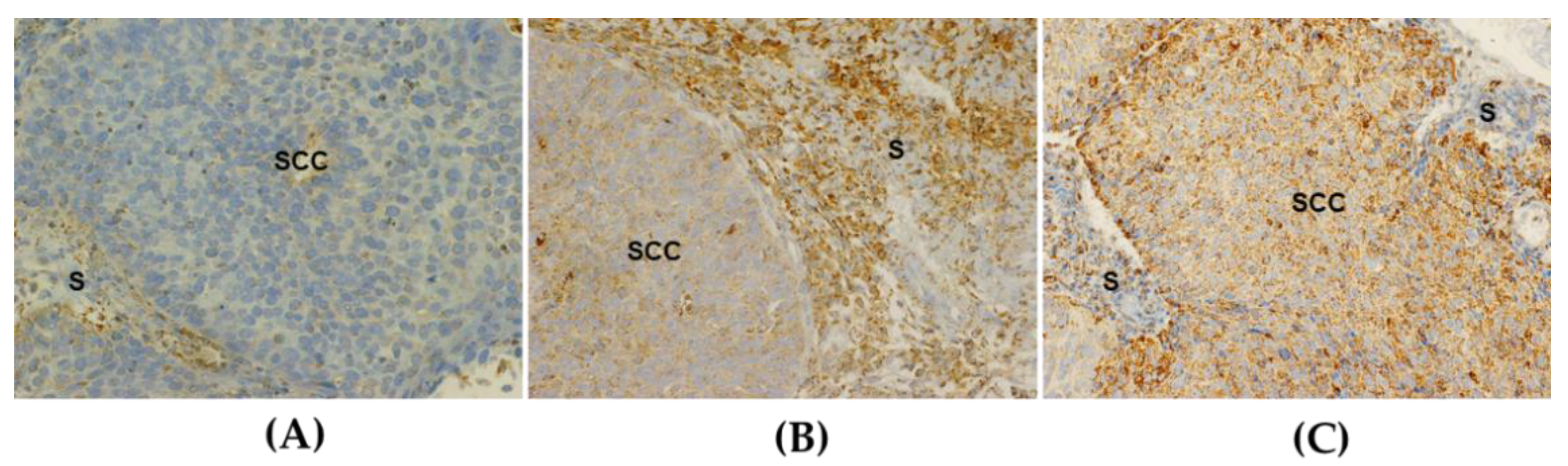 Antioxidants 10 00724 g001