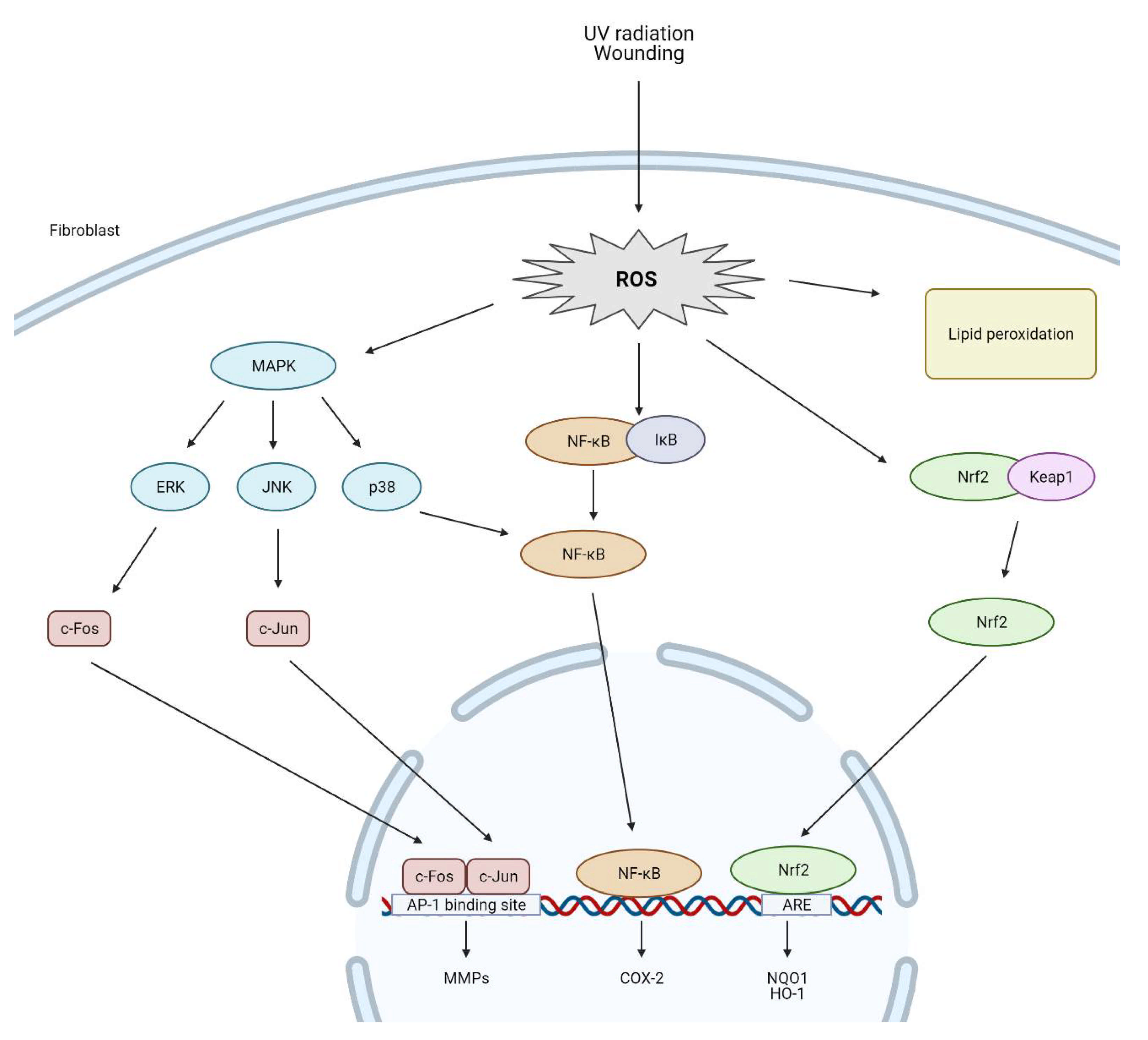 Antioxidants 10 00726 g002