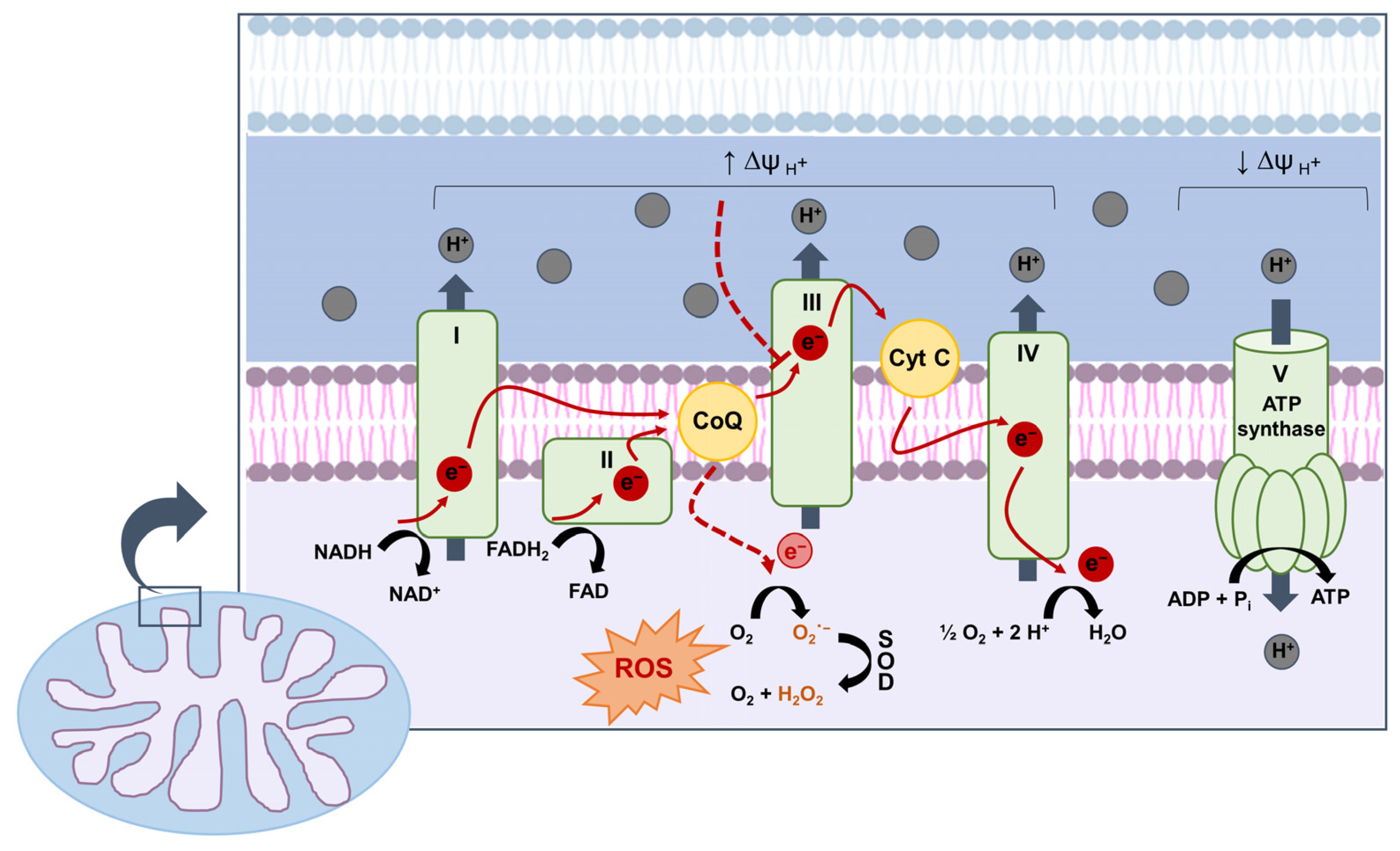 Antioxidants 10 00727 g001