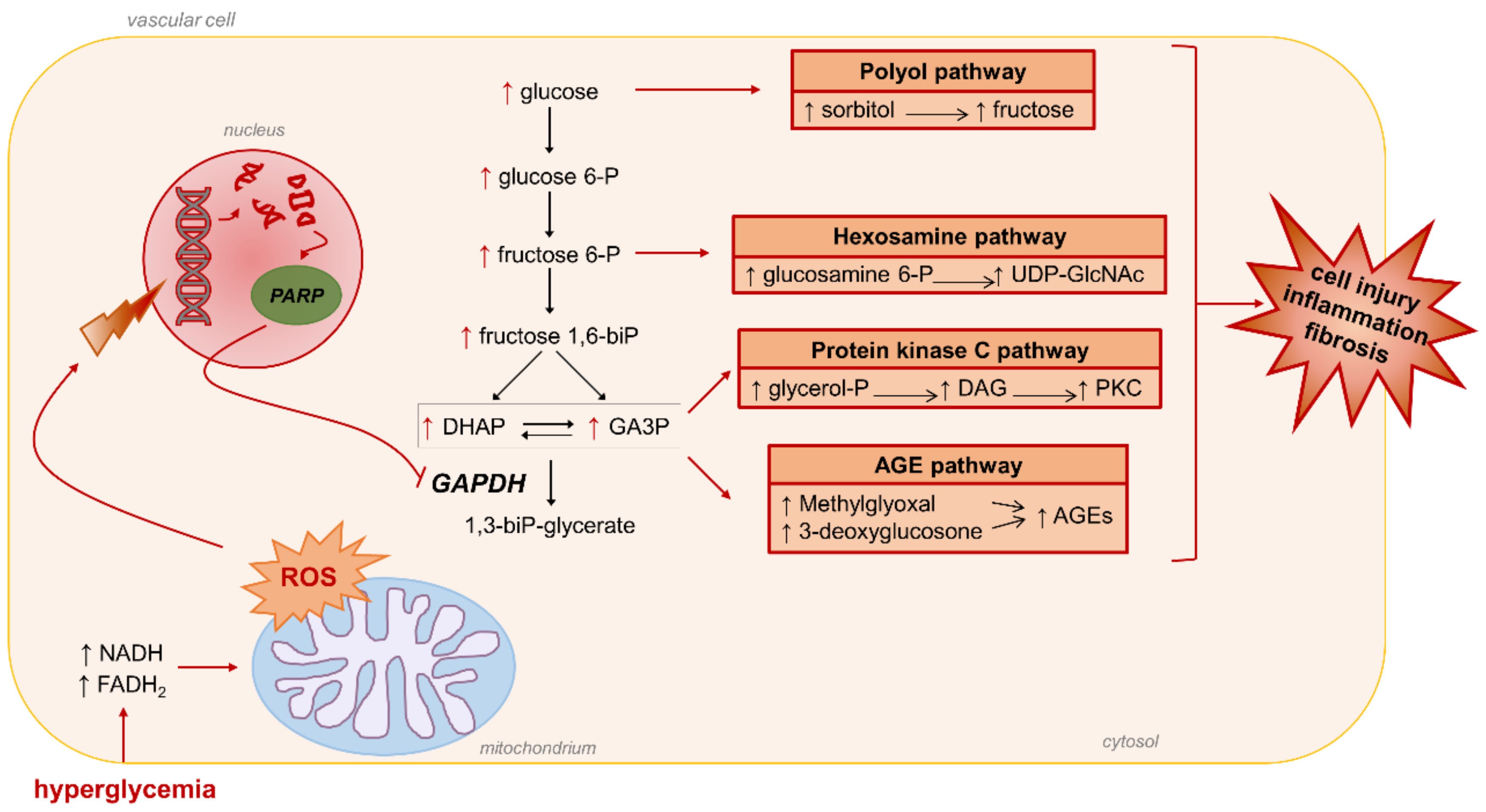 Antioxidants 10 00727 g002