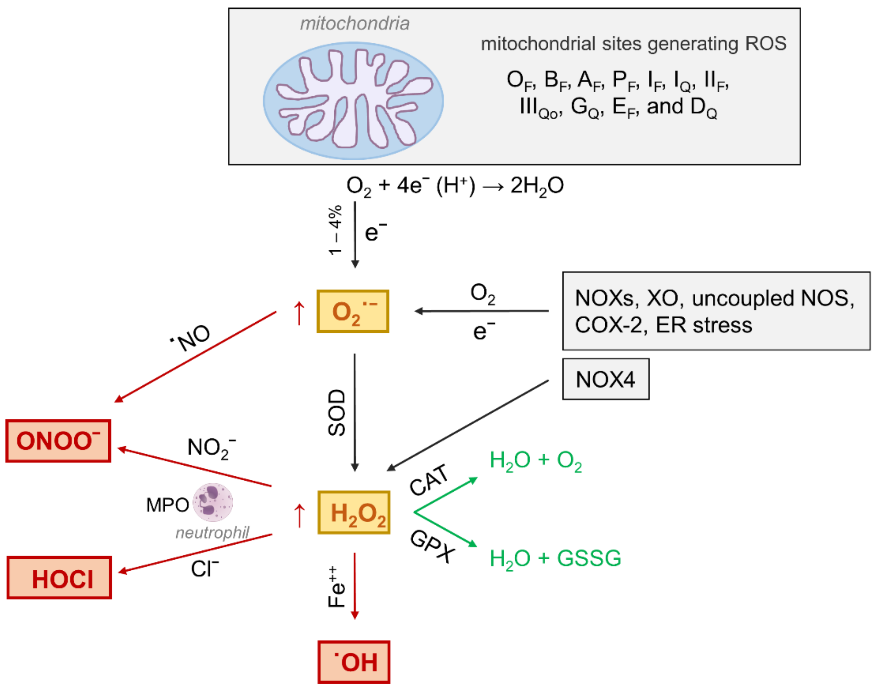 Antioxidants 10 00727 g003