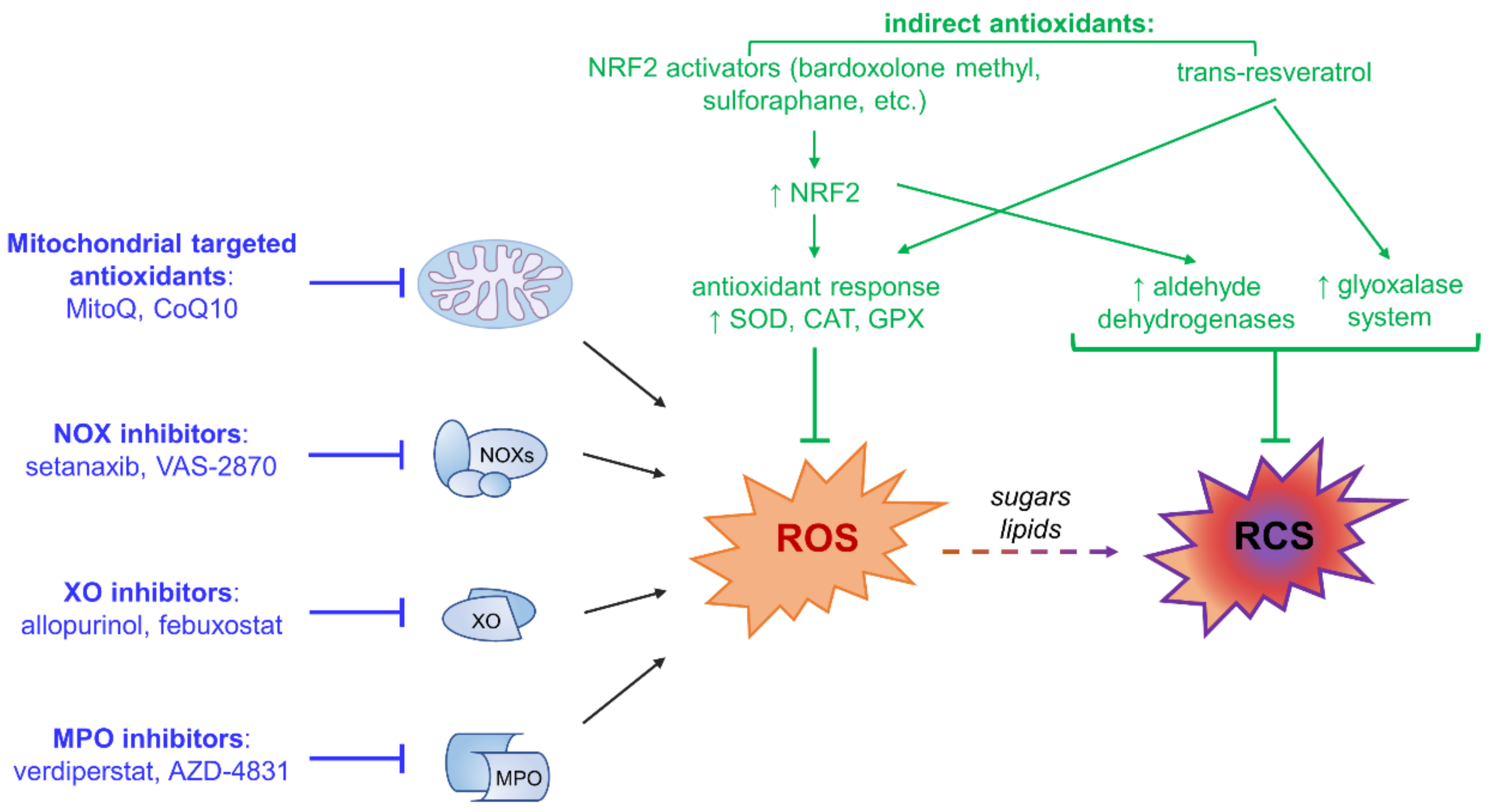 Antioxidants 10 00727 g004
