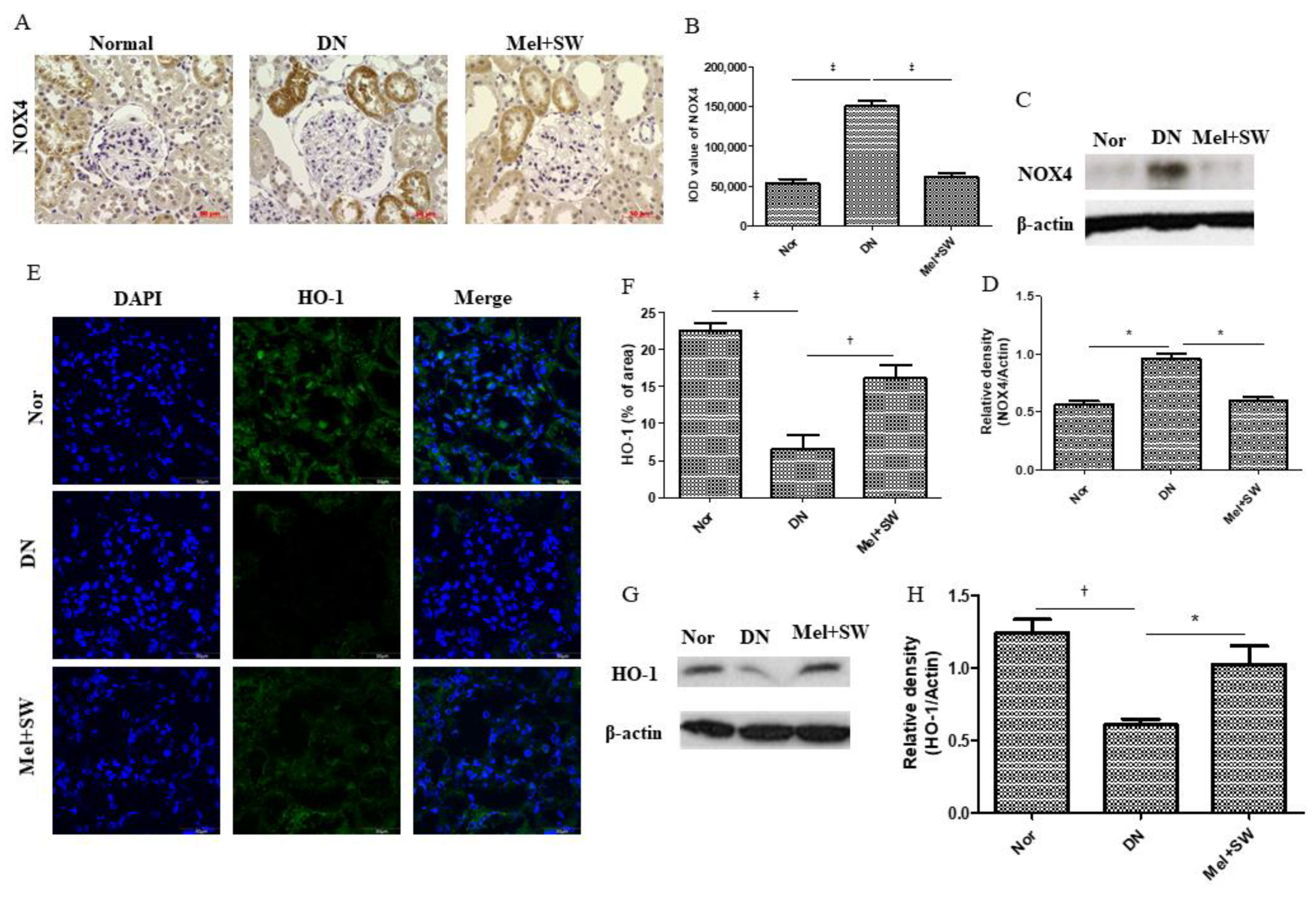Antioxidants 10 00733 g007 Antioxidants 10 00733 g007