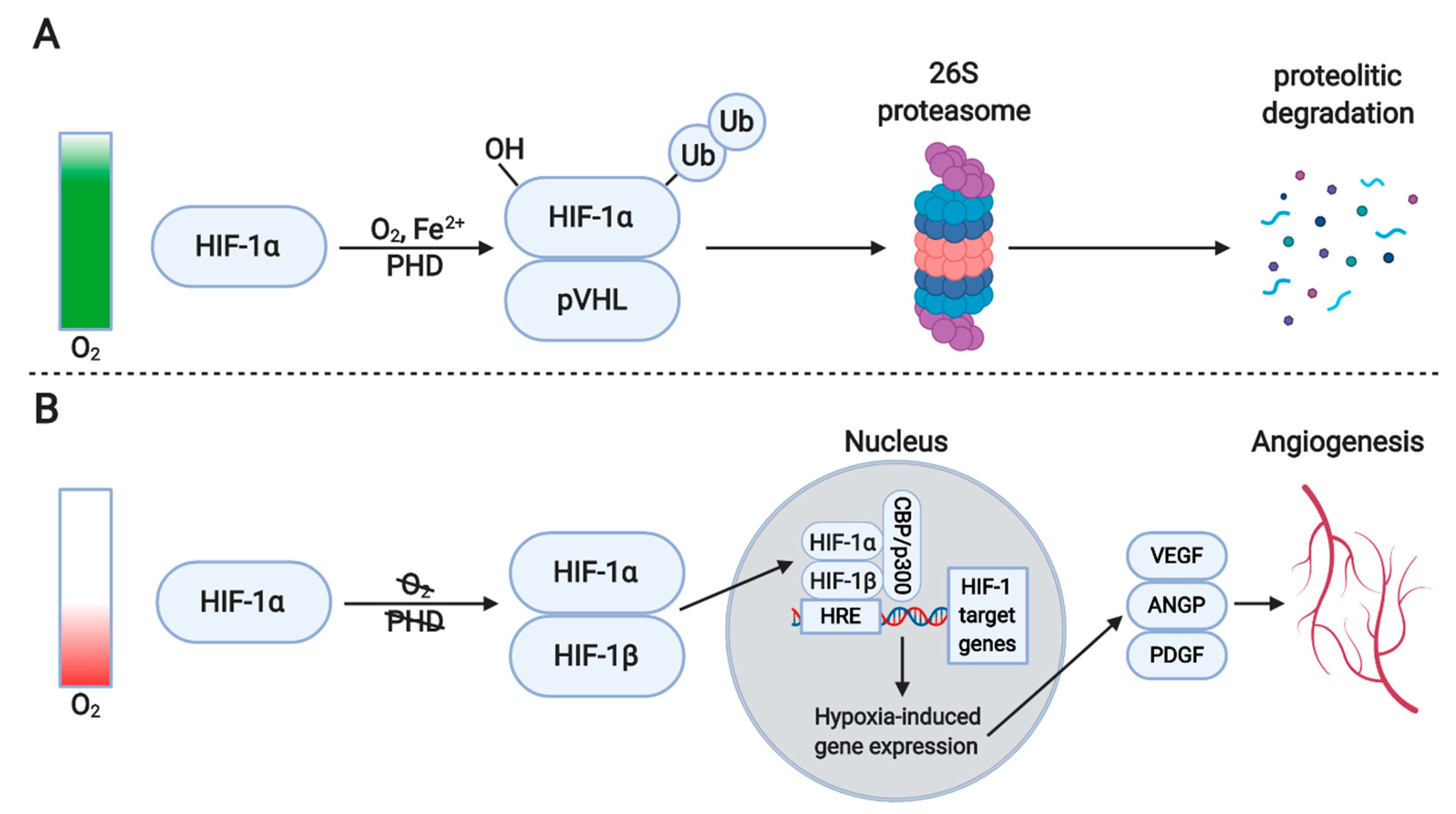 Antioxidants 10 00735 g002