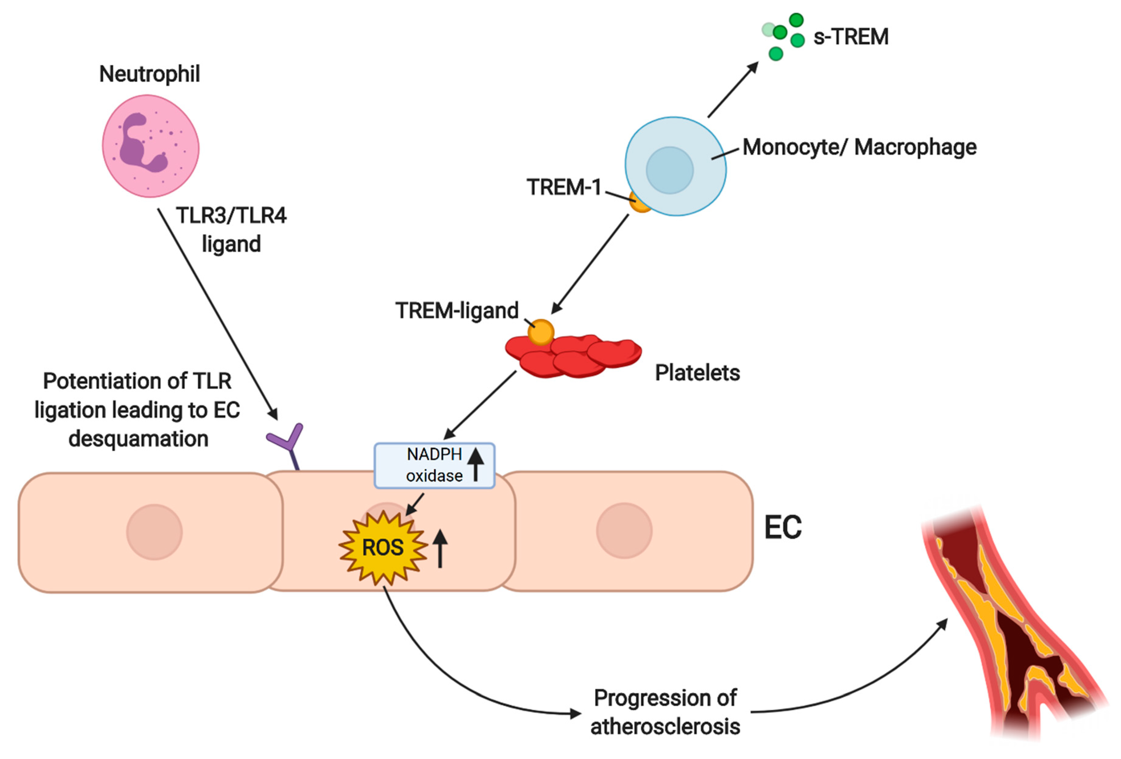 Antioxidants 10 00735 g003