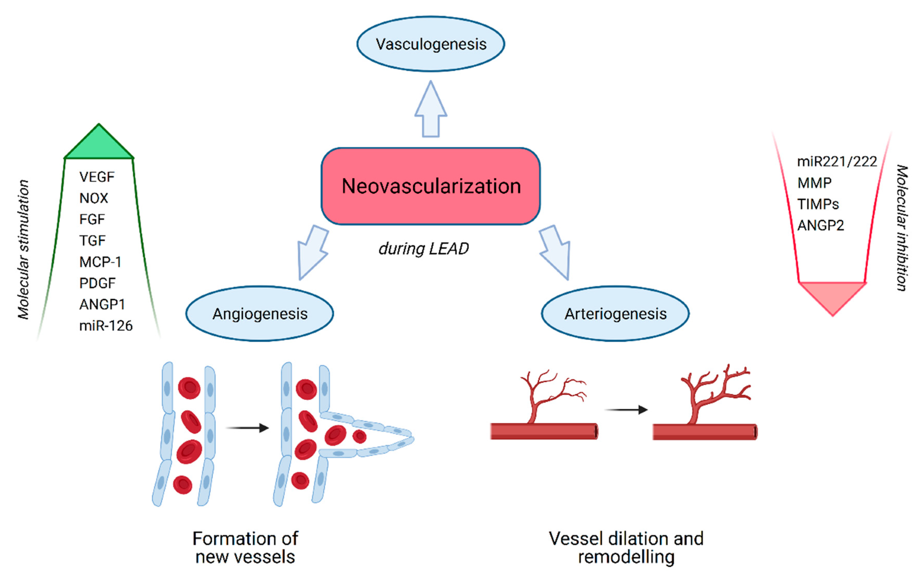 Antioxidants 10 00735 g004