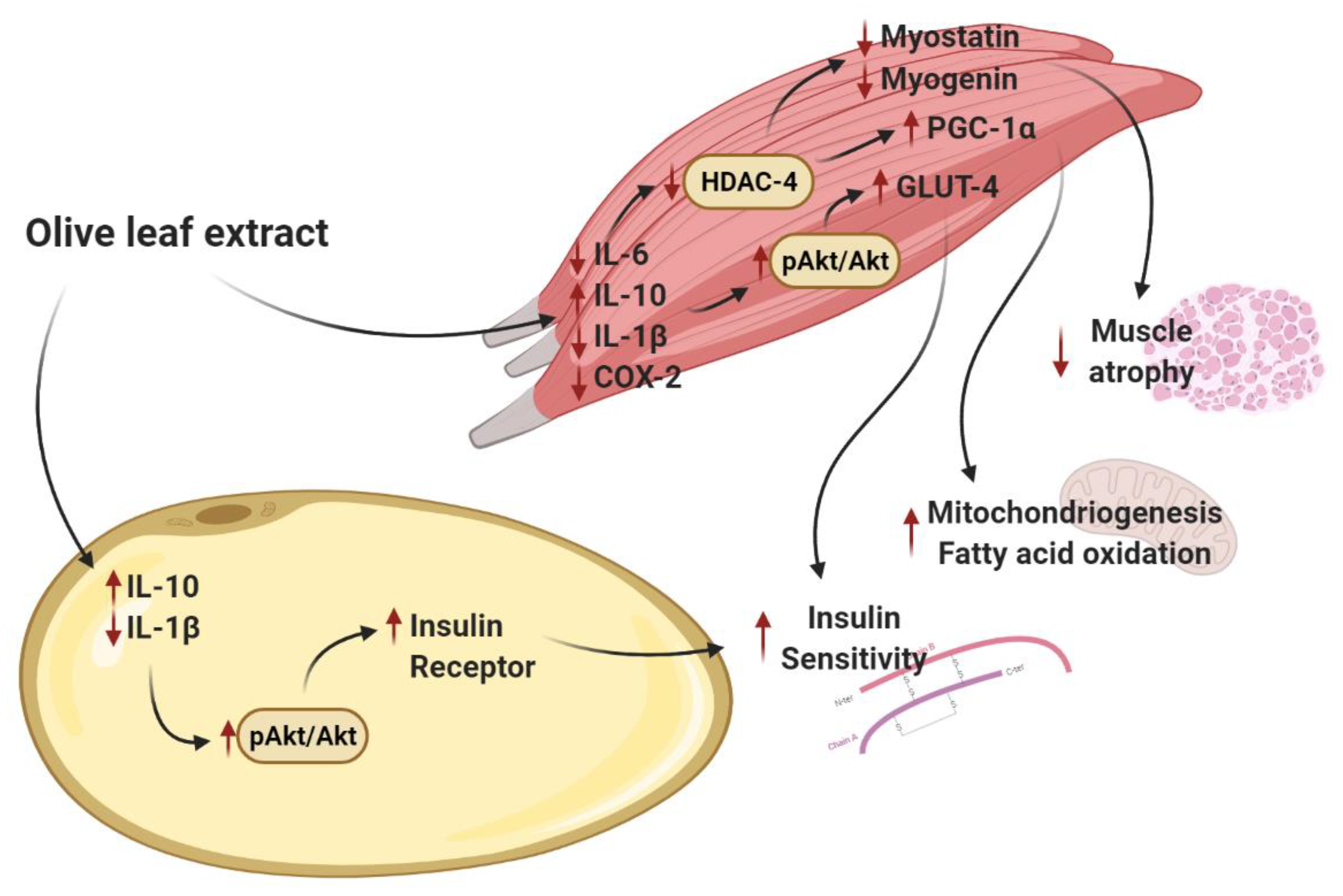 Antioxidants 10 00737 g008