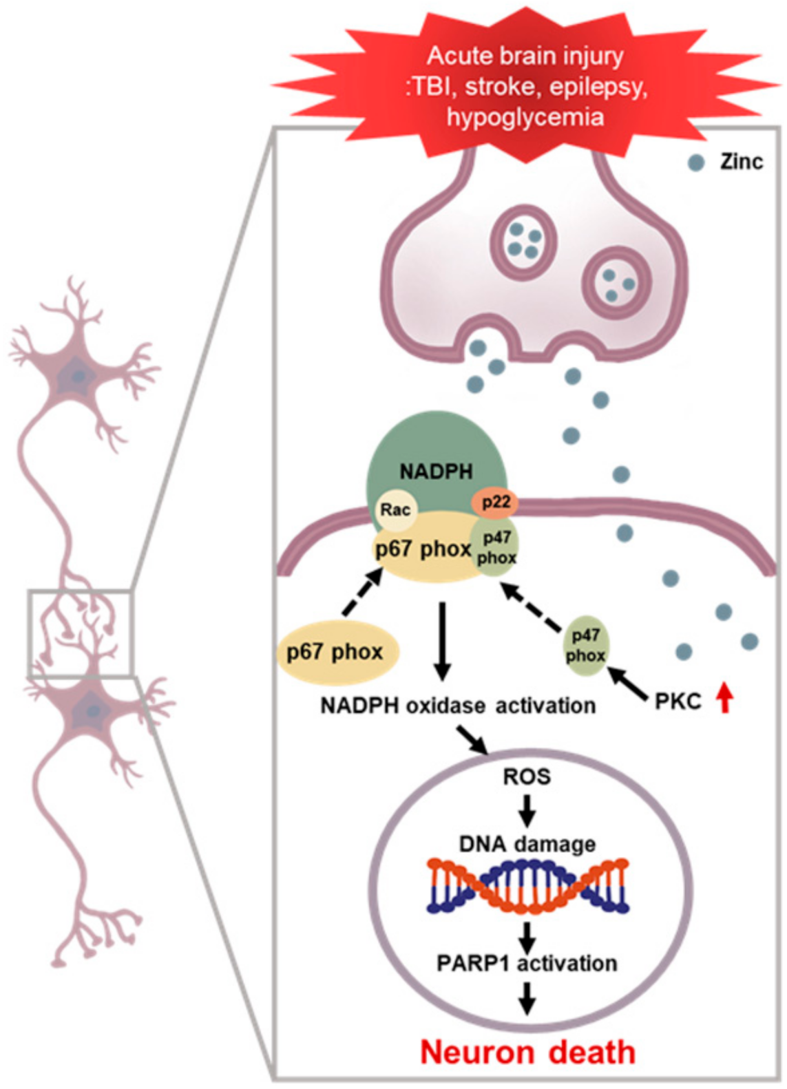 Antioxidants 10 00739 g001
