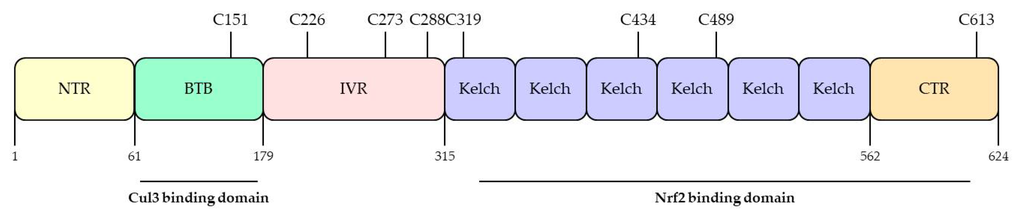 Antioxidants 10 00743 g004