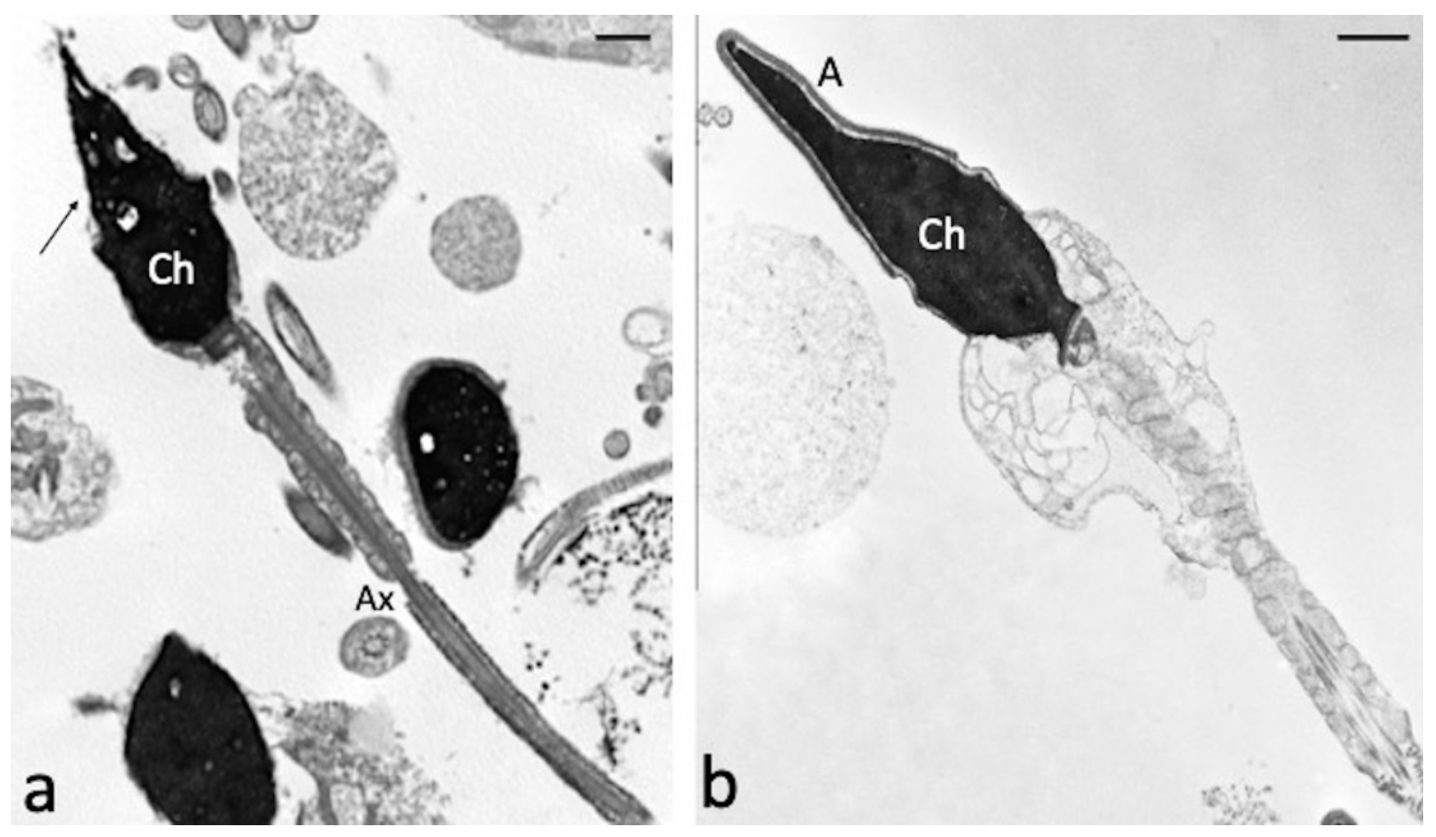 Antioxidants 10 00744 g004