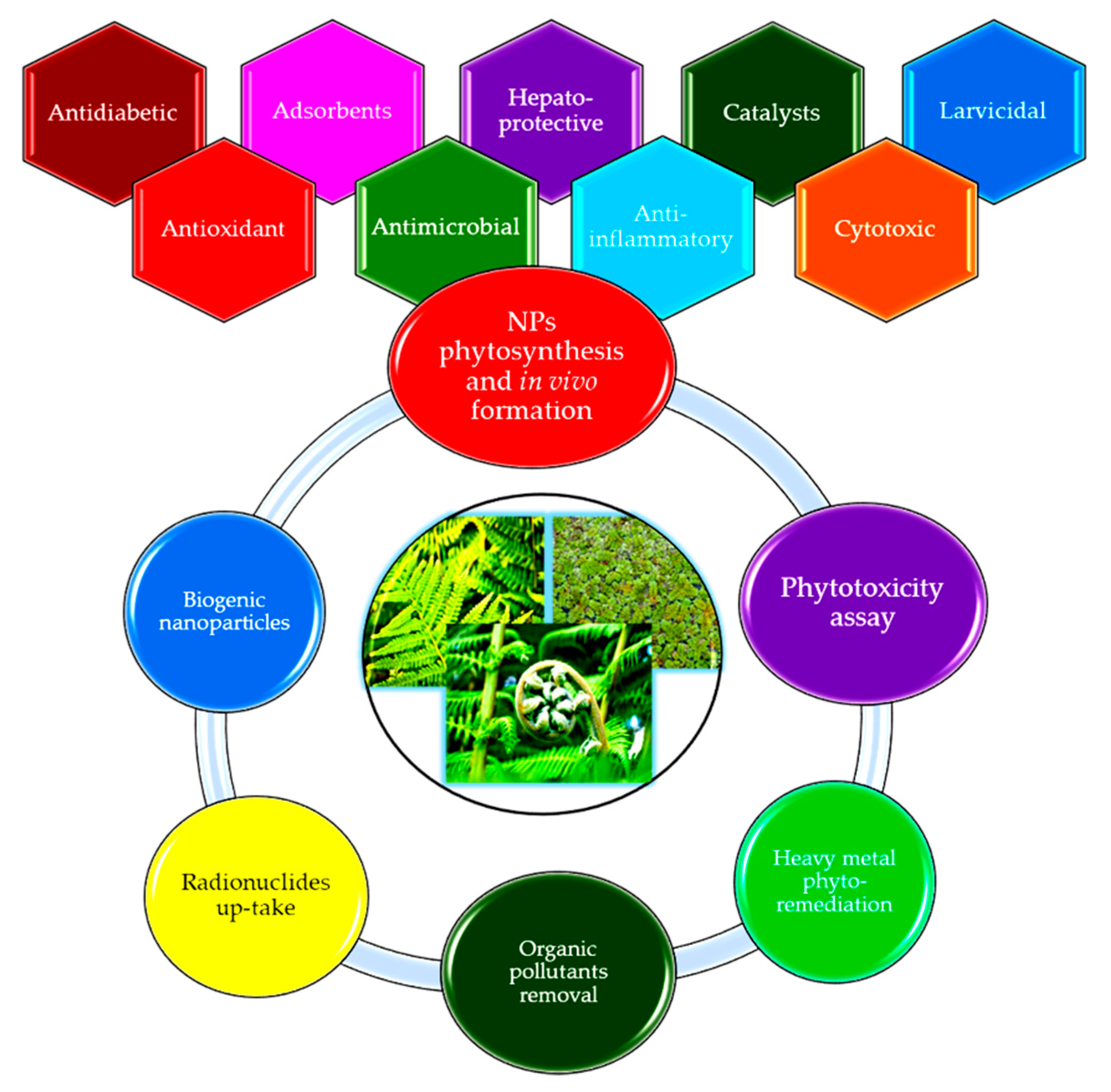 Antioxidants 10 00748 g001 Antioxidants 10 00748 g001