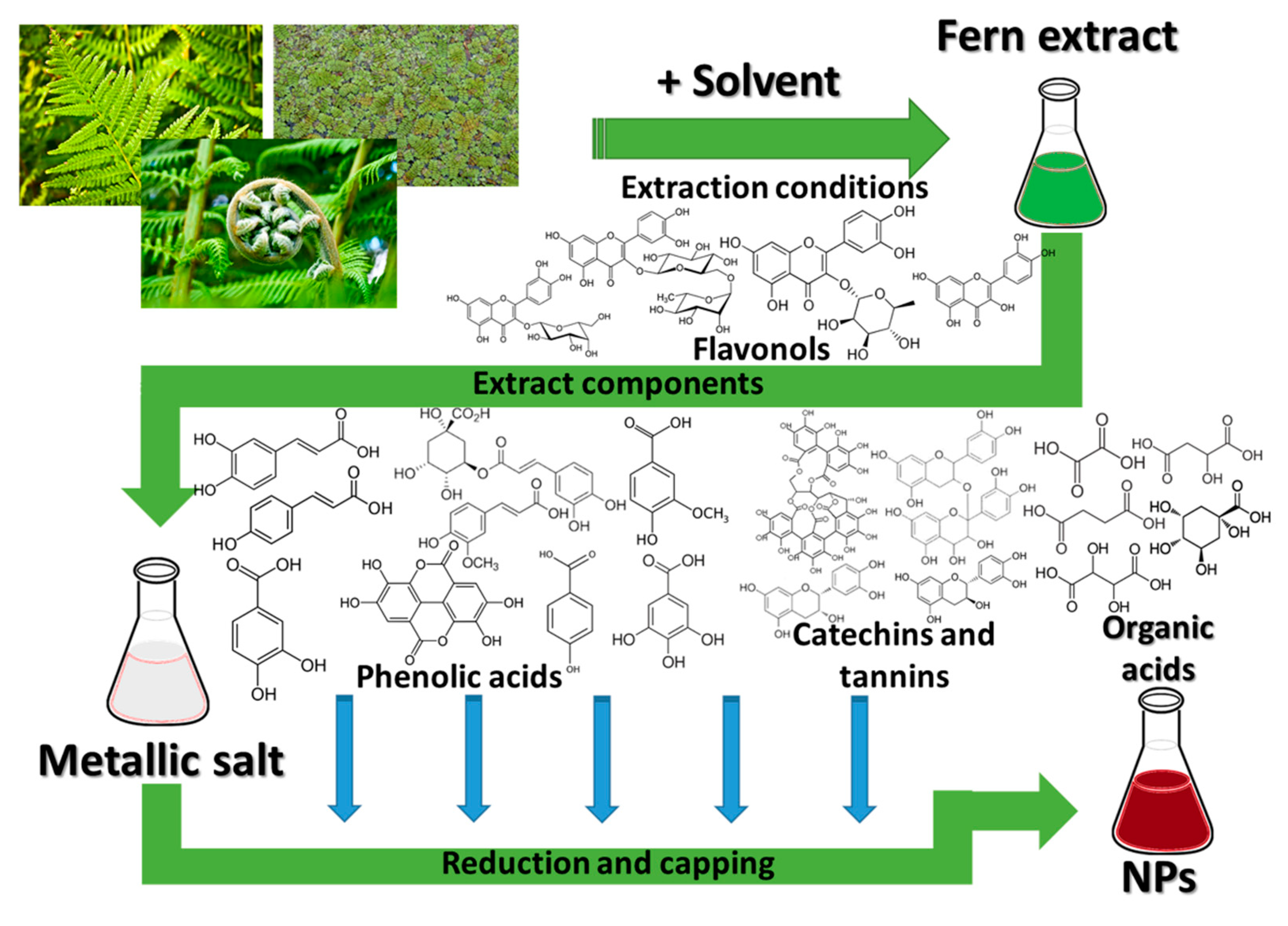 Antioxidants 10 00748 g002 Antioxidants 10 00748 g002