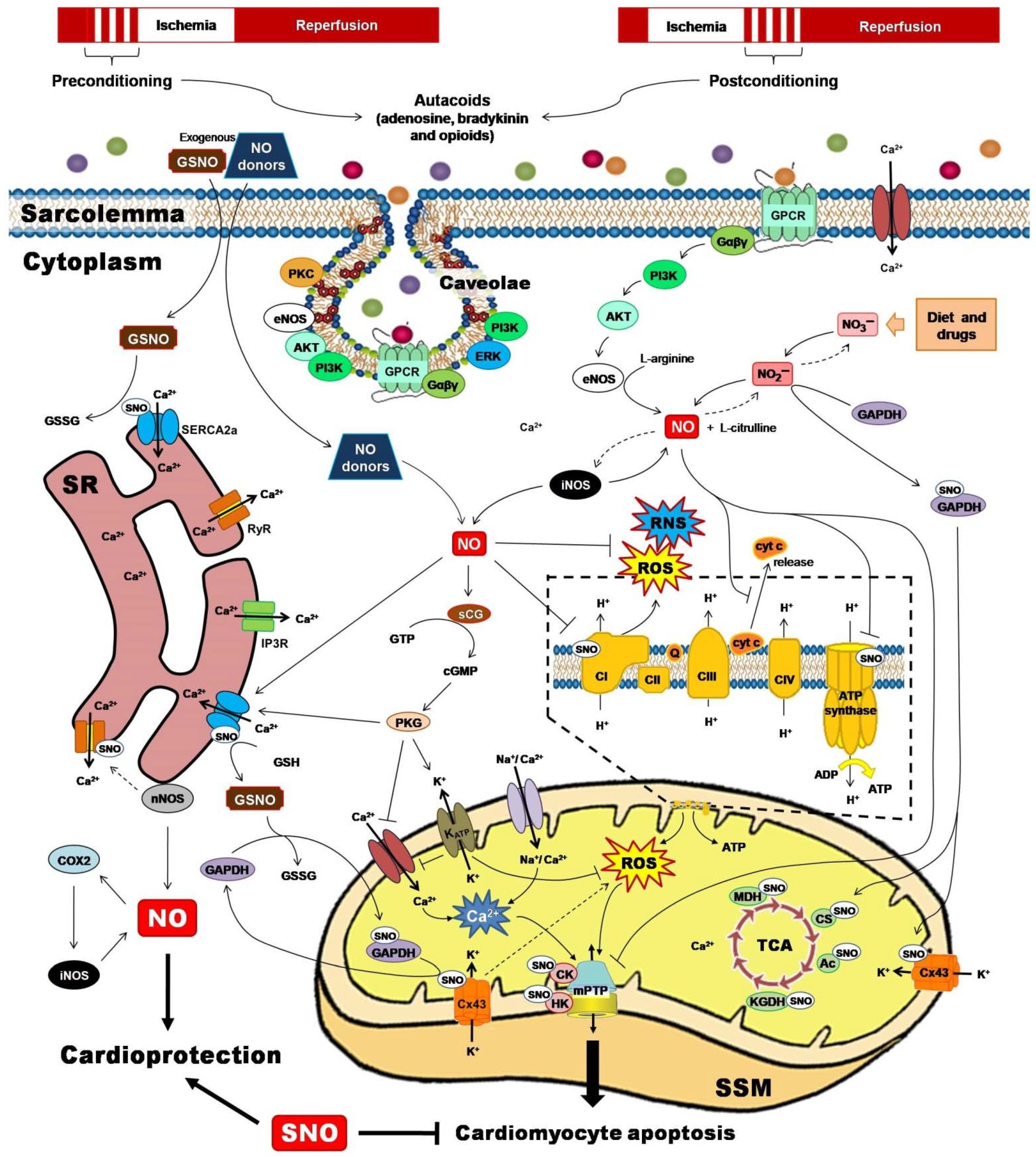 Antioxidants 10 00749 g002