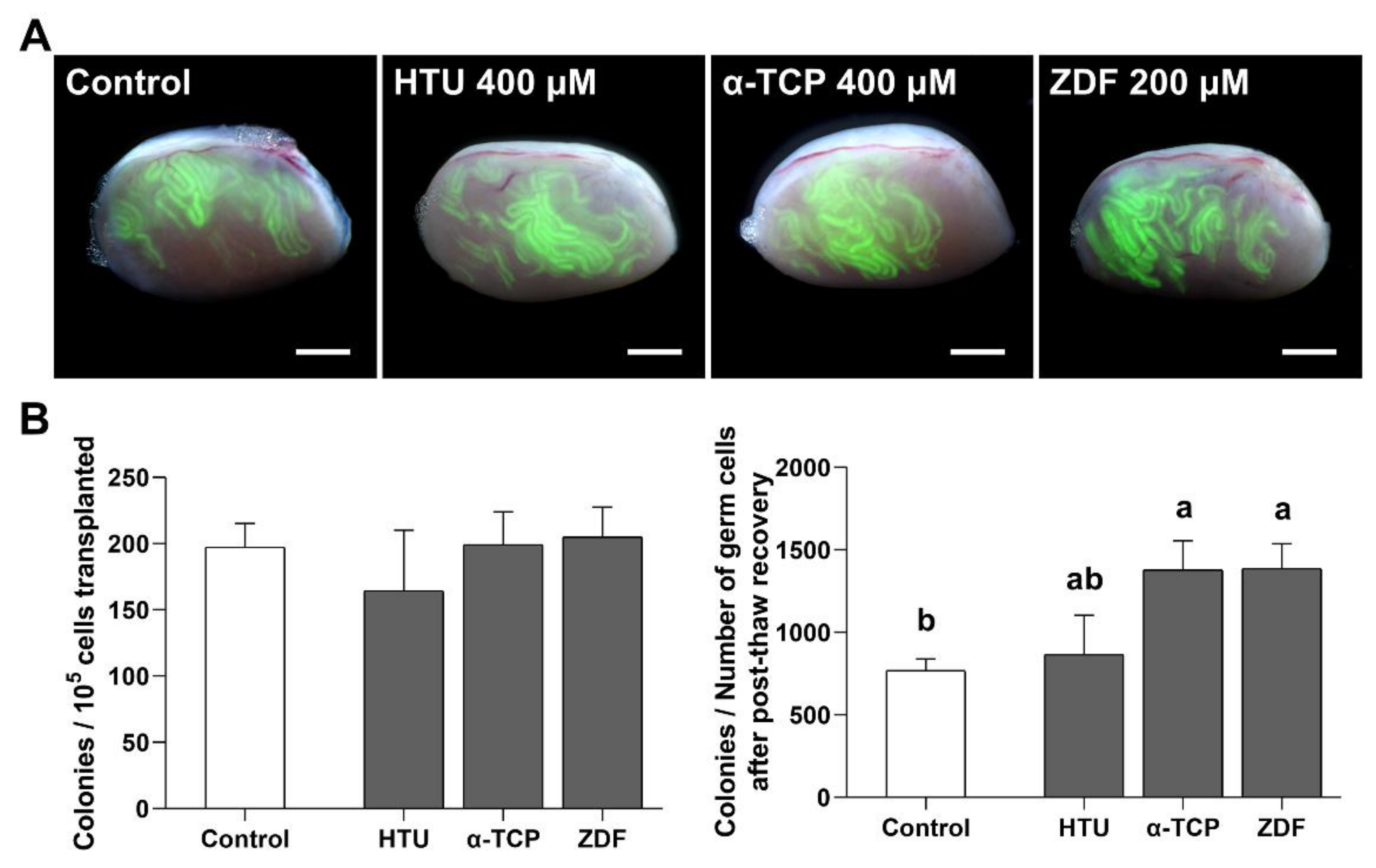 Antioxidants 10 00754 g005