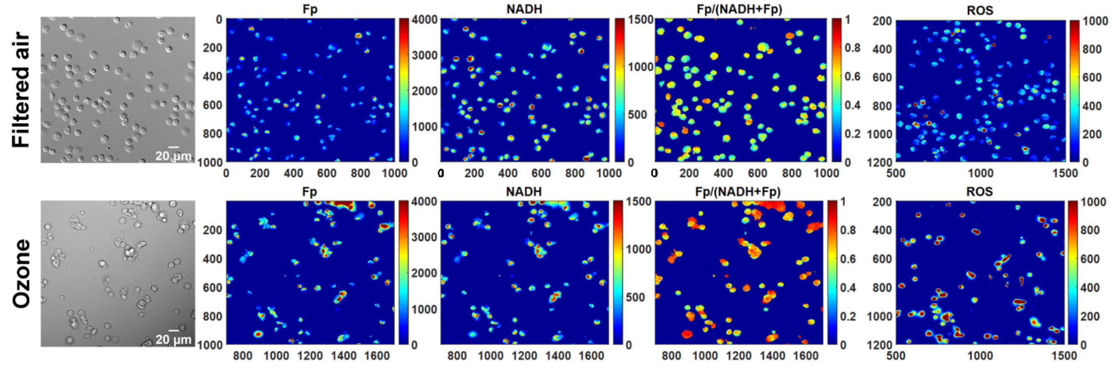 Antioxidants 10 00767 g001