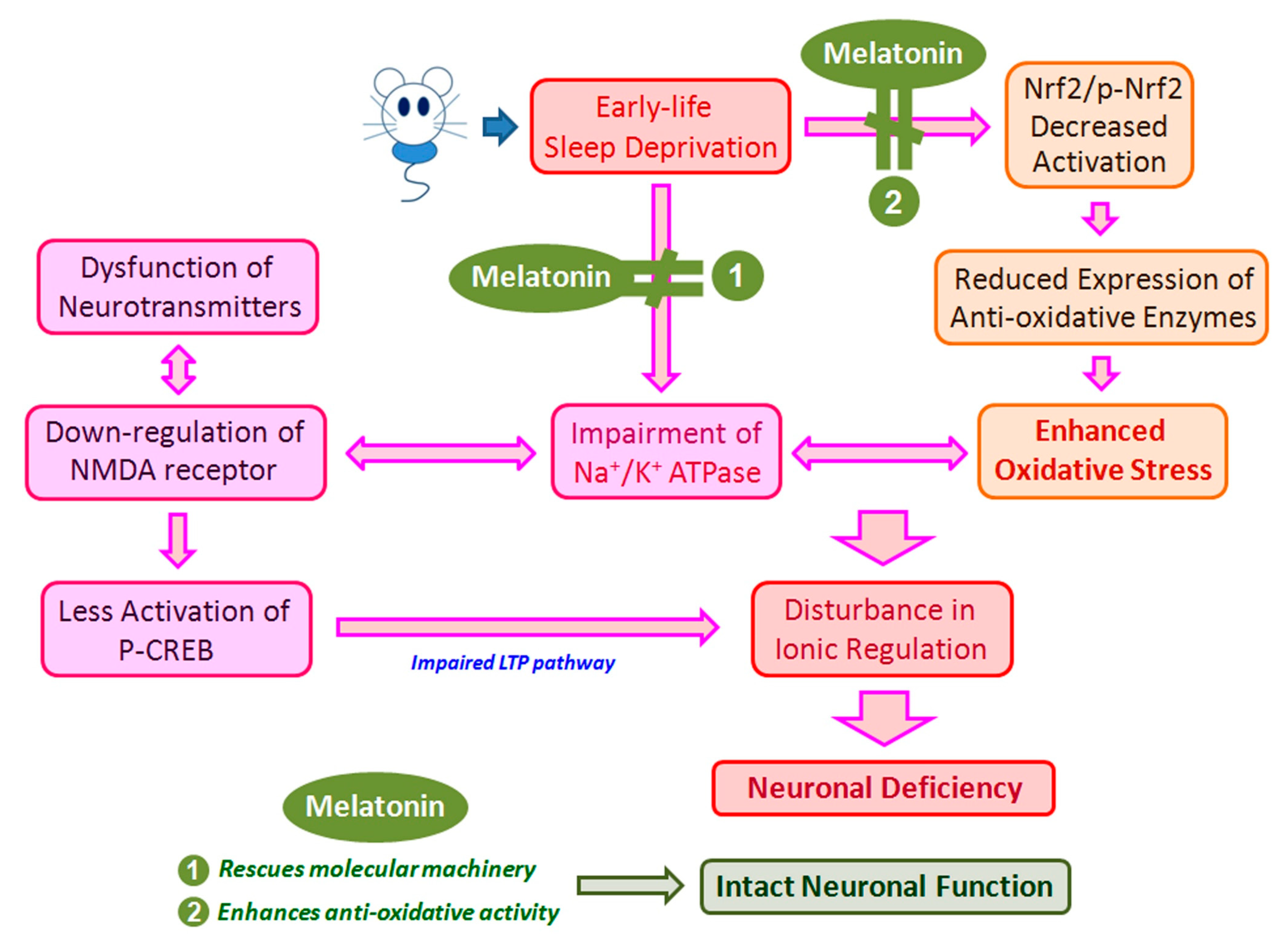 Antioxidants 10 00774 g008