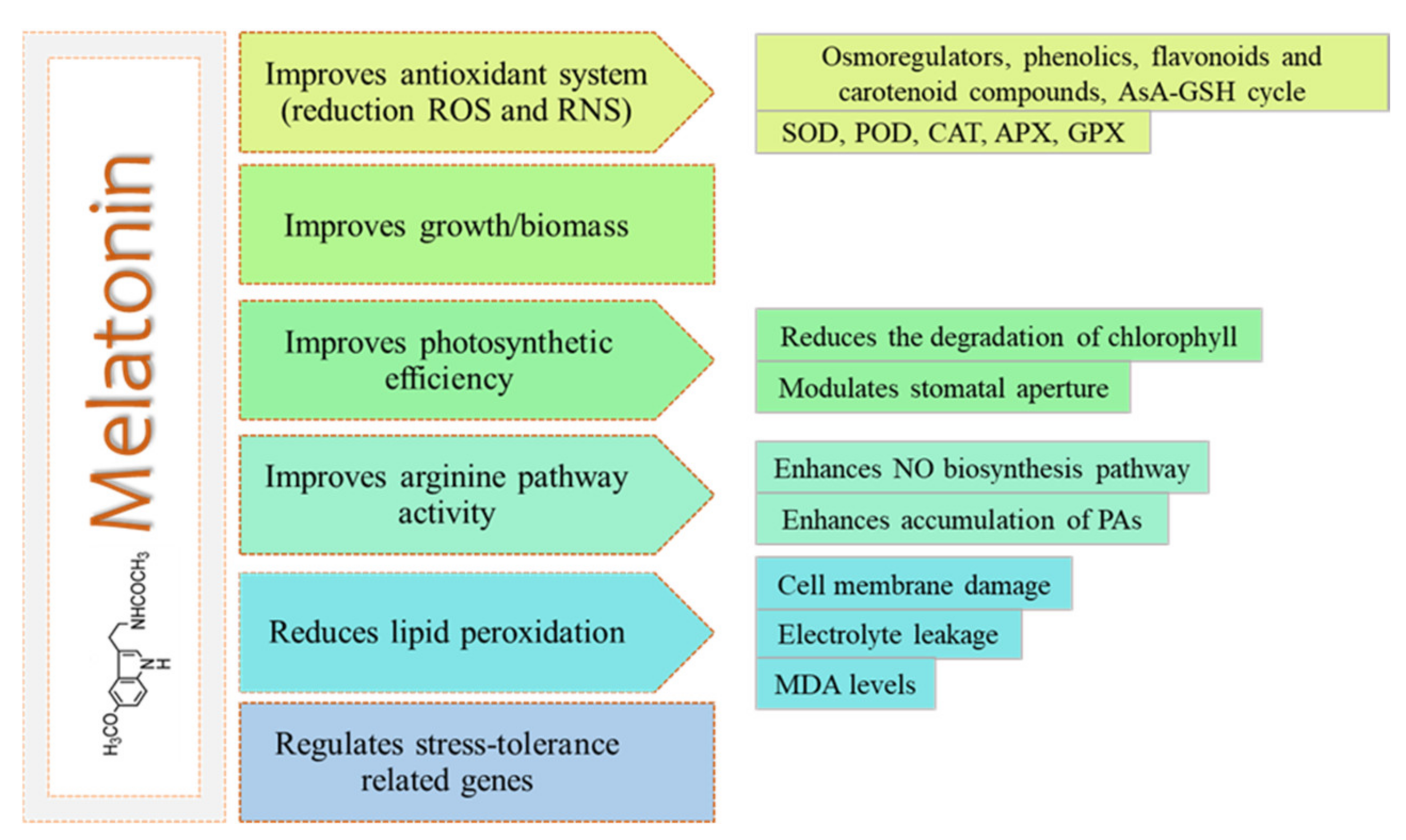 Antioxidants 10 00775 g001 Antioxidants 10 00775 g001
